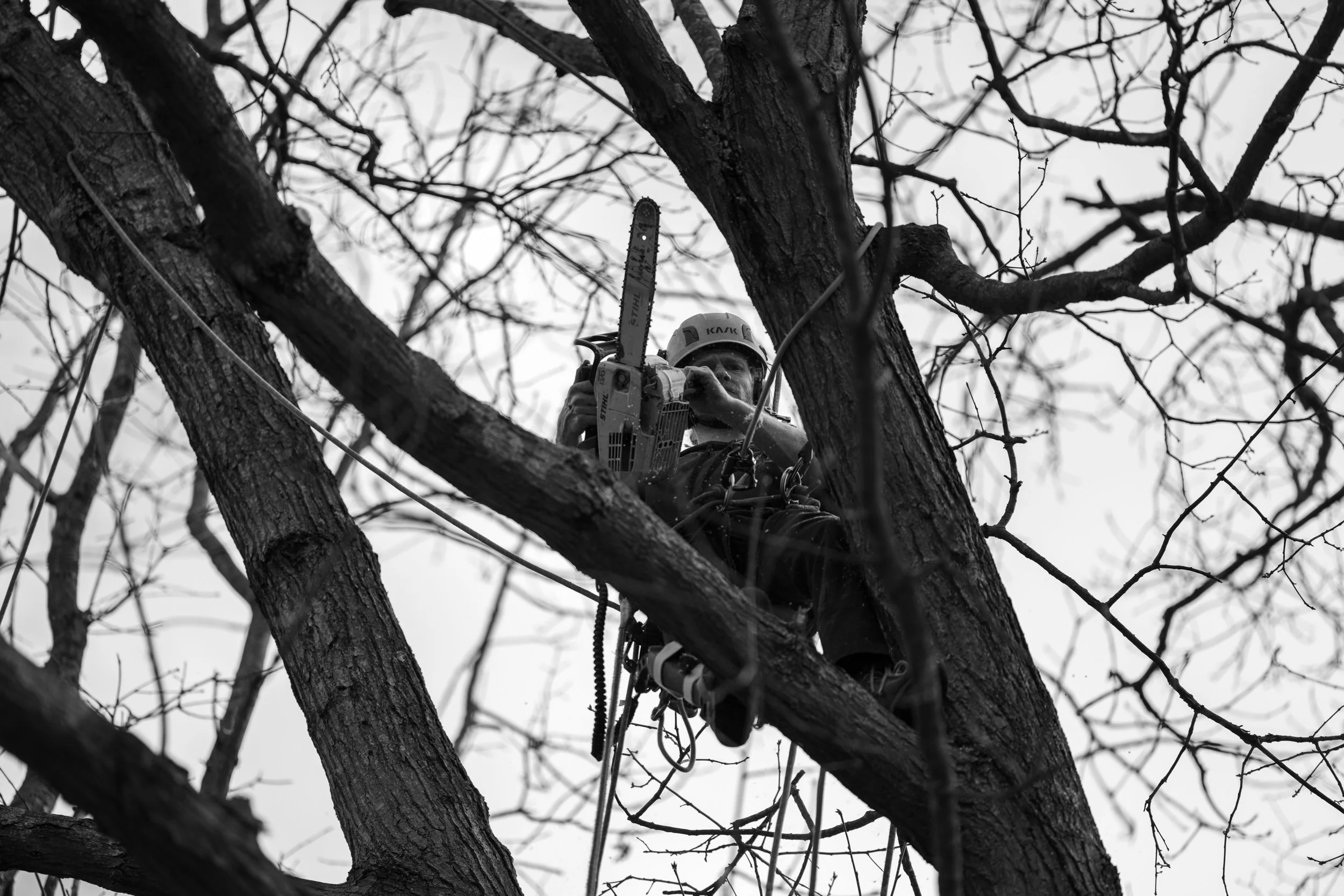 SHERWOOD TREE CARE_DAY2_77.jpg