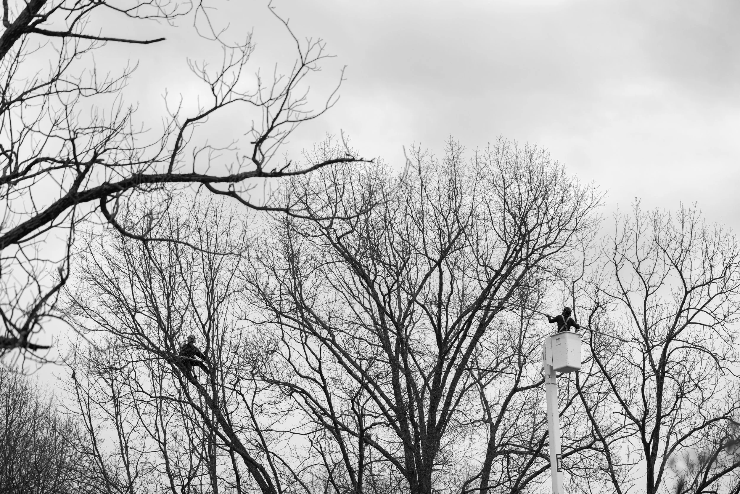 SHERWOOD TREE CARE_DAY2_31.jpg