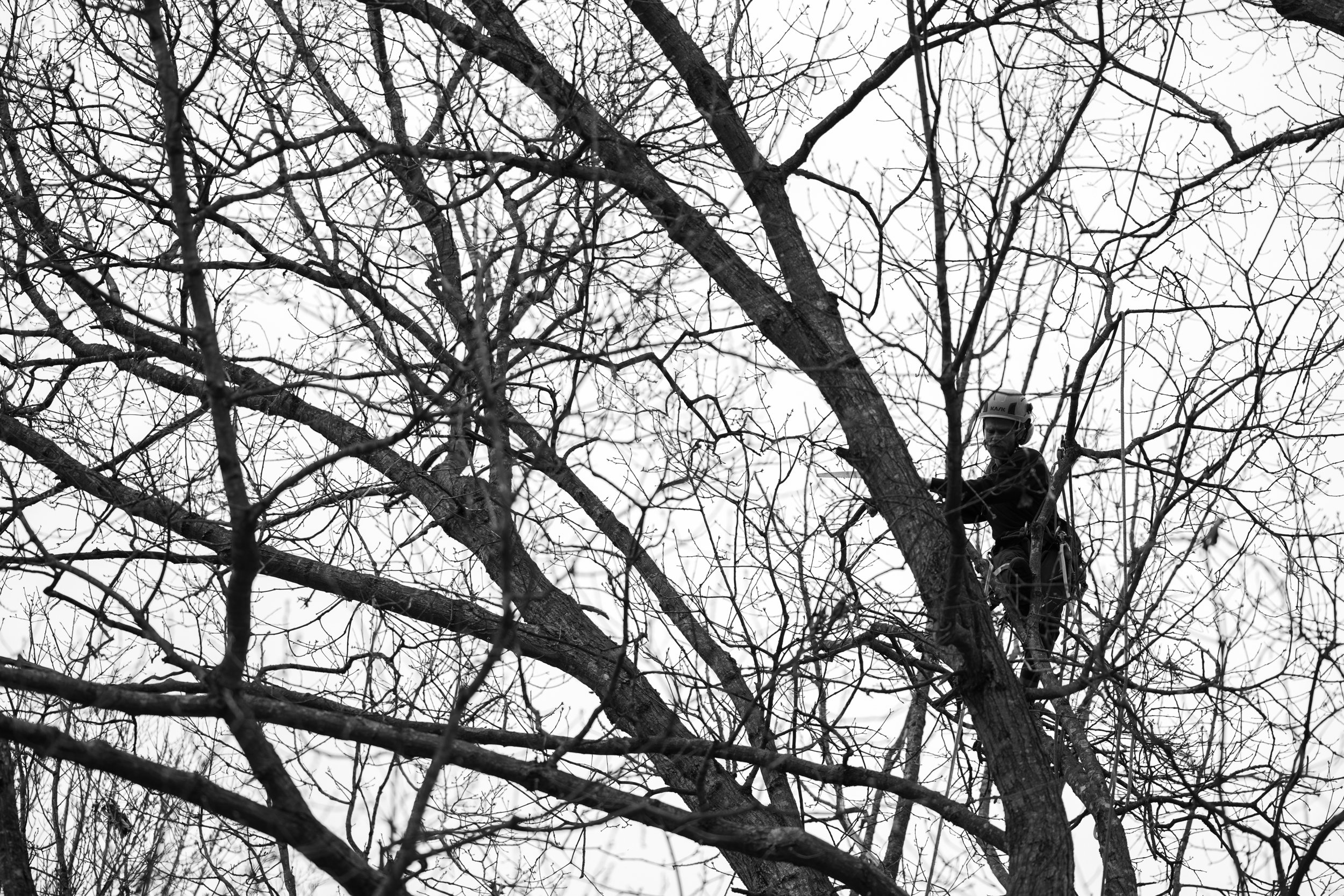 SHERWOOD TREE CARE_DAY2_27.jpg