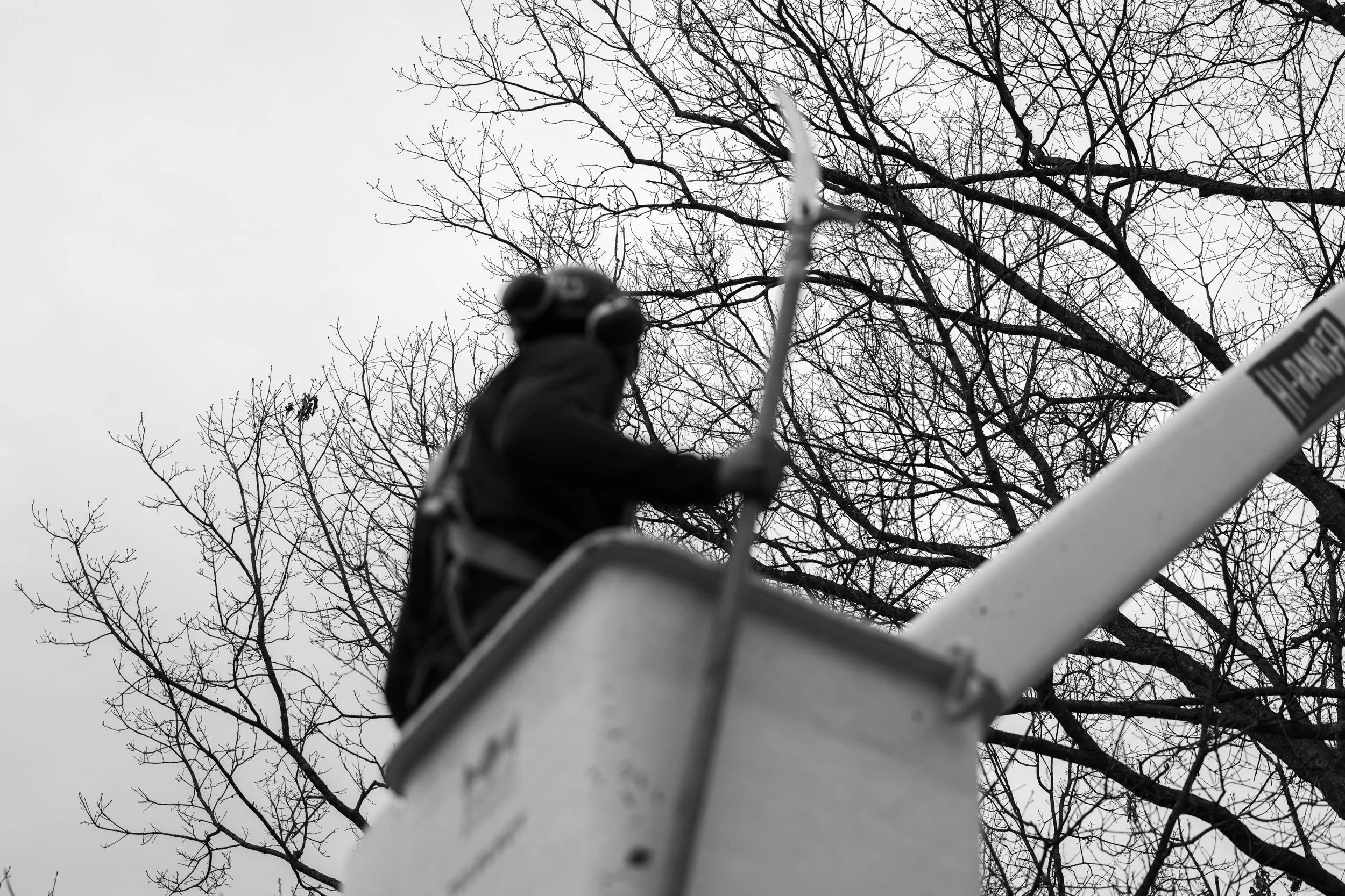 SHERWOOD TREE CARE_DAY2_26.jpg