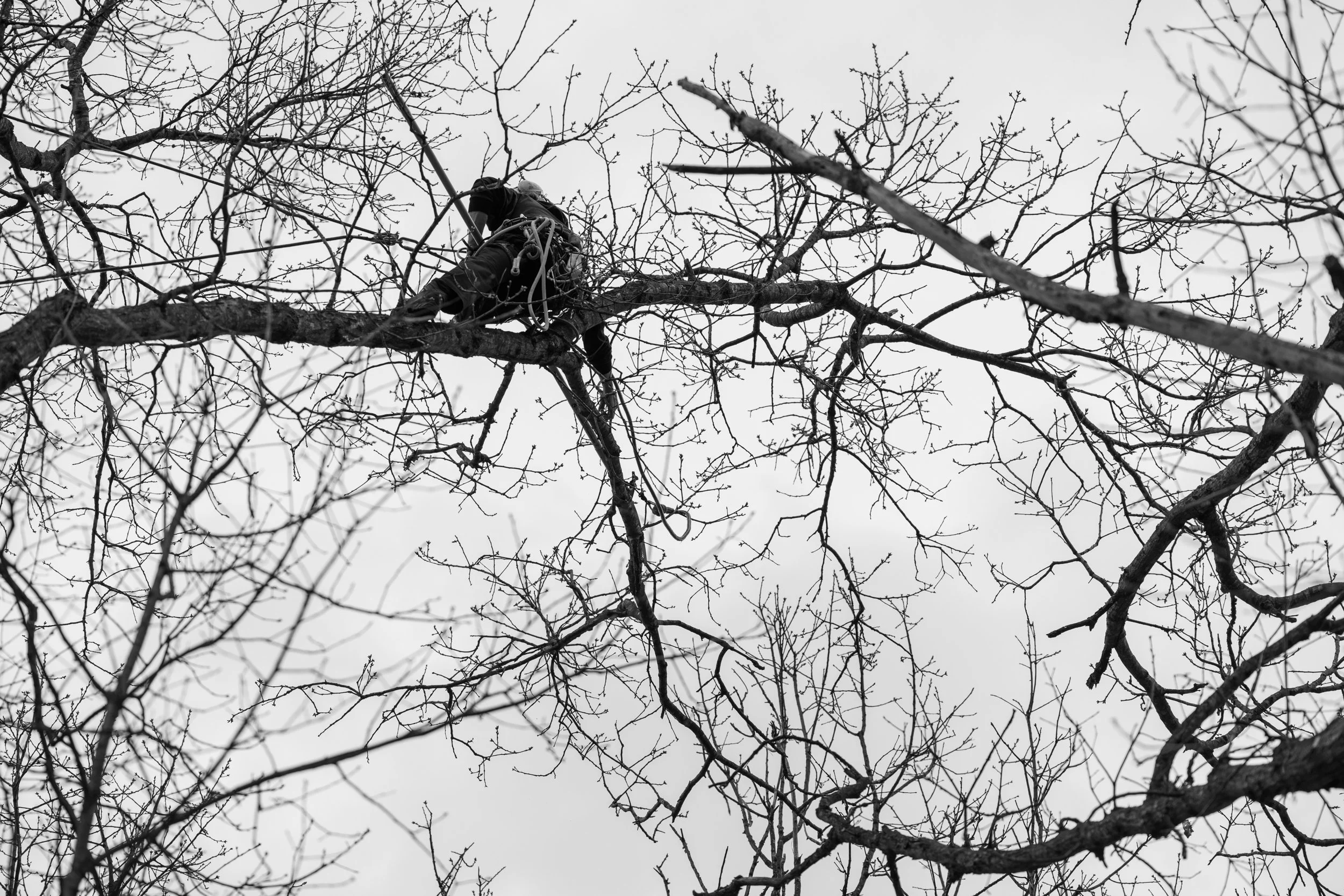 SHERWOOD TREE CARE_DAY2_4.jpg