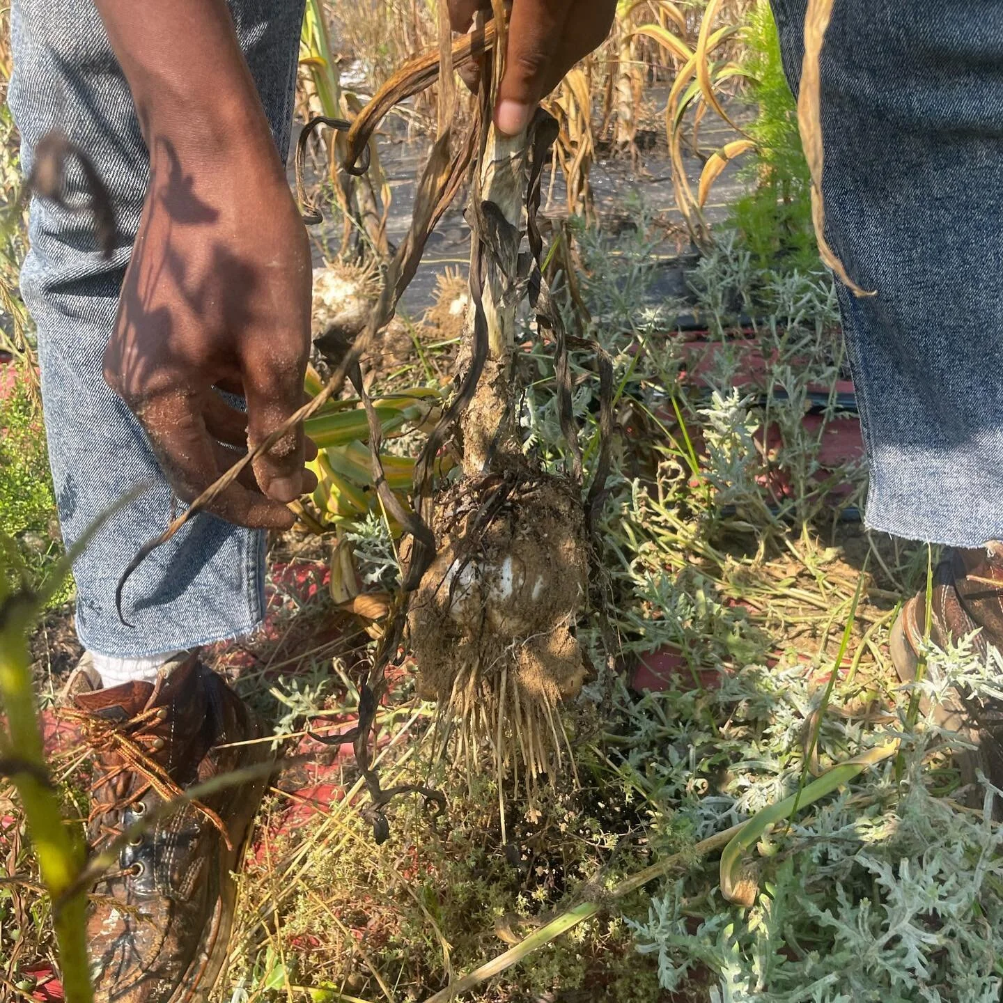 We had an amazing time at the Mid-Atlantic Farmer Caucus' Work &amp; Learn event hosted at Slade Farms! We got our hands dirty and helped harvest two varieties of organic elephant garlic. We were also generously gifted sweet potato slips to nurture a