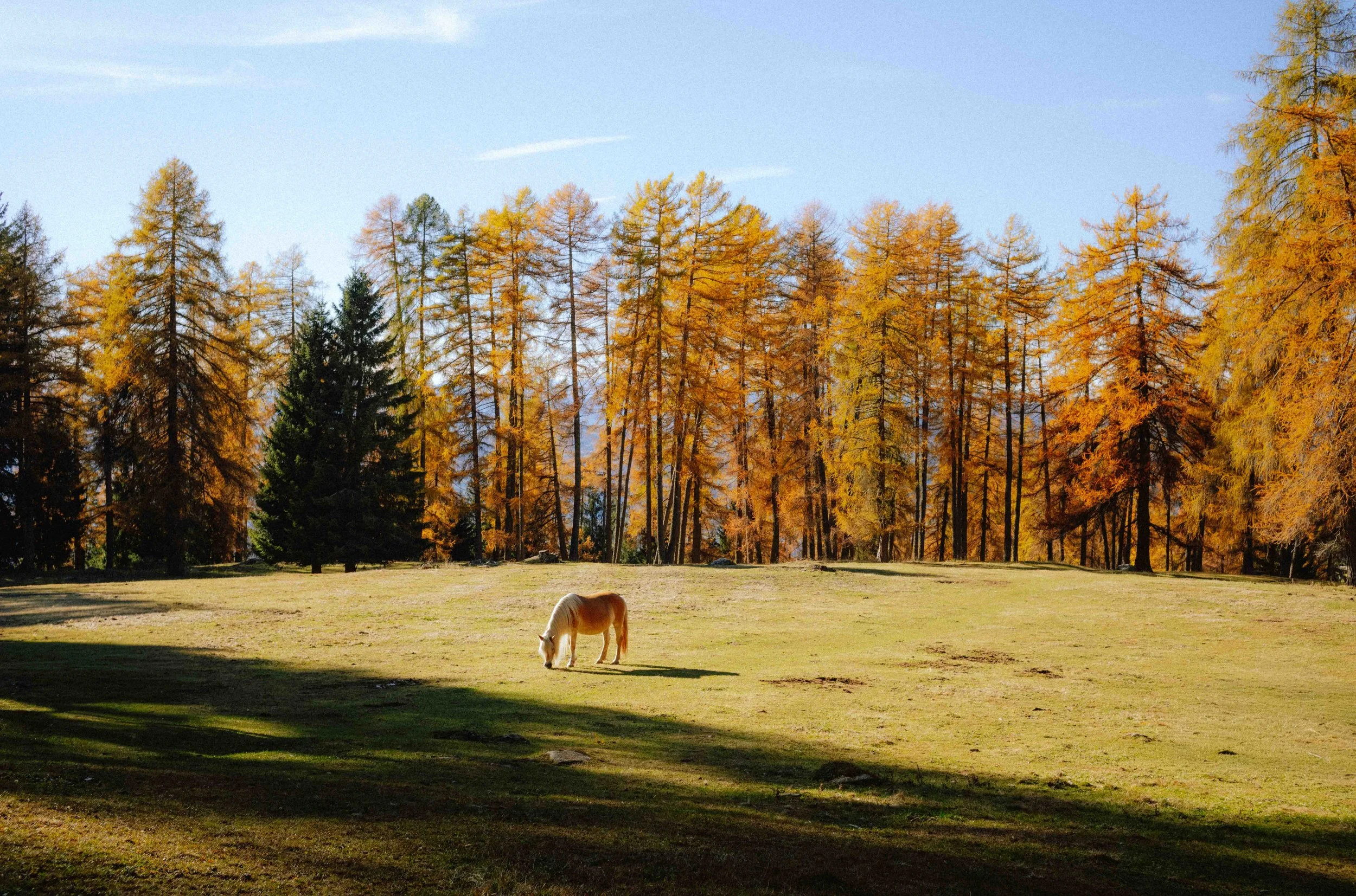Lone Horse WEB-1.jpg
