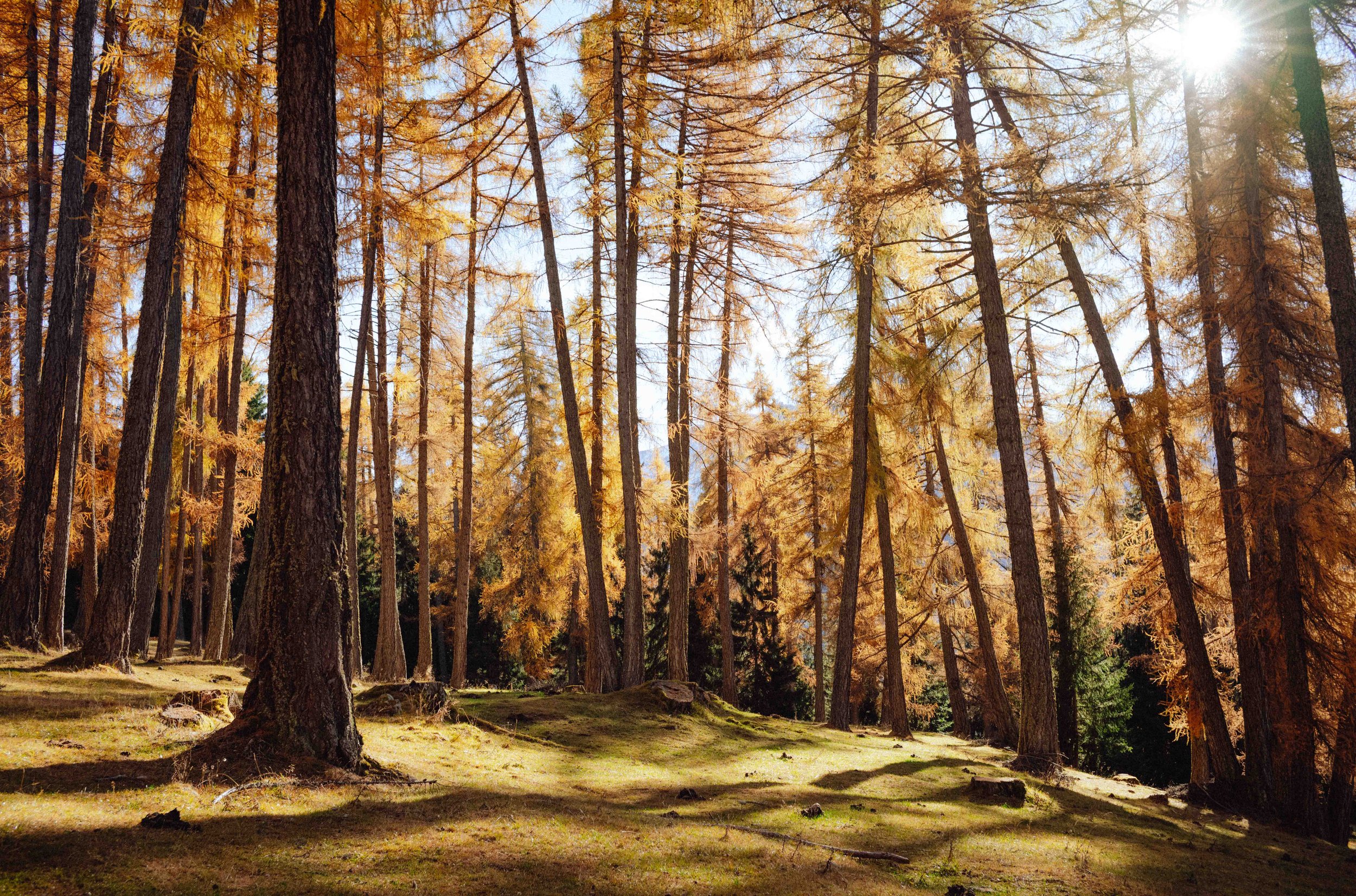 Autumn Woods WEB-1.jpg