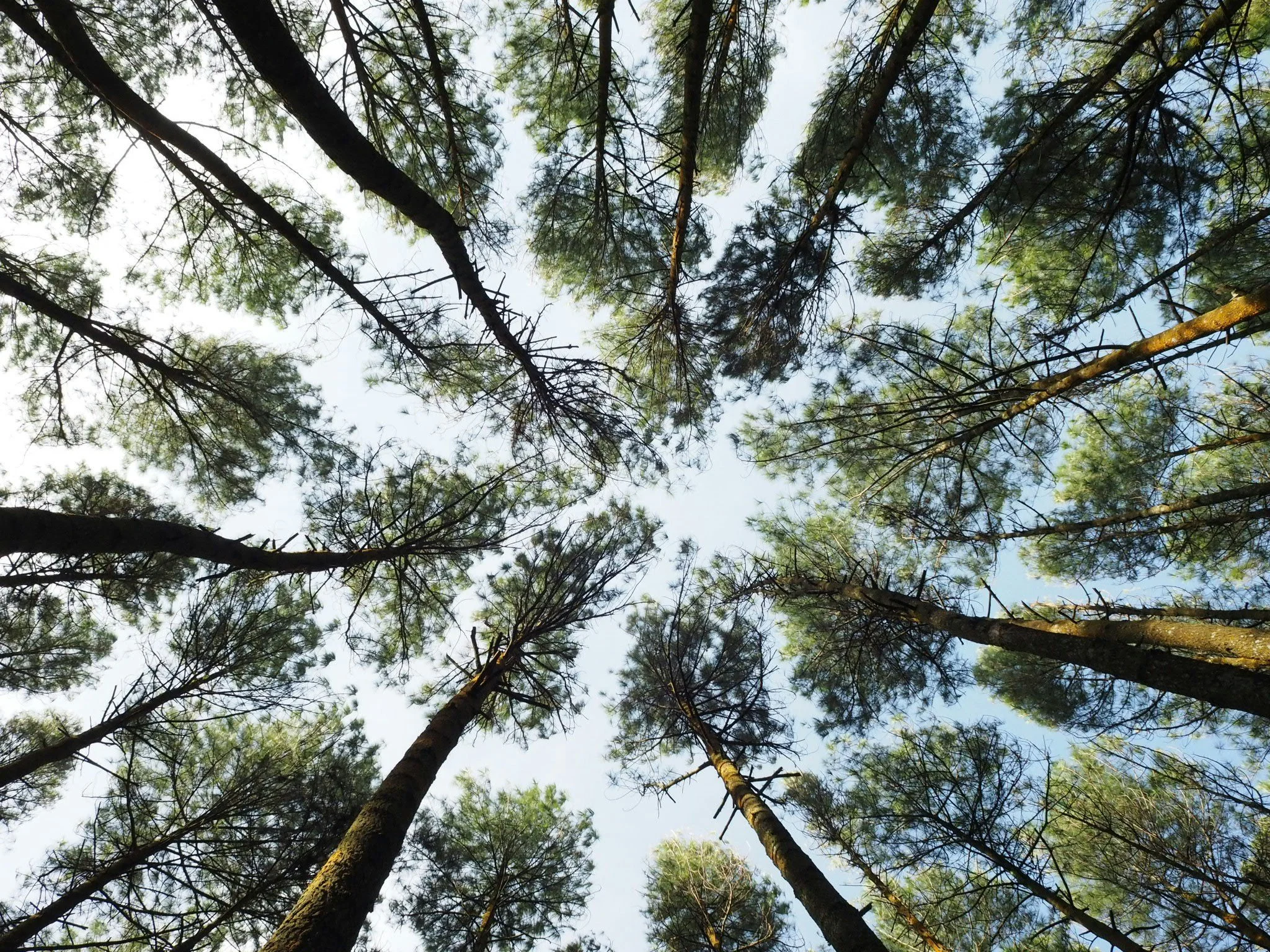 Looking up at tall pine trees from the forest floor, with the sky visible through the branches.