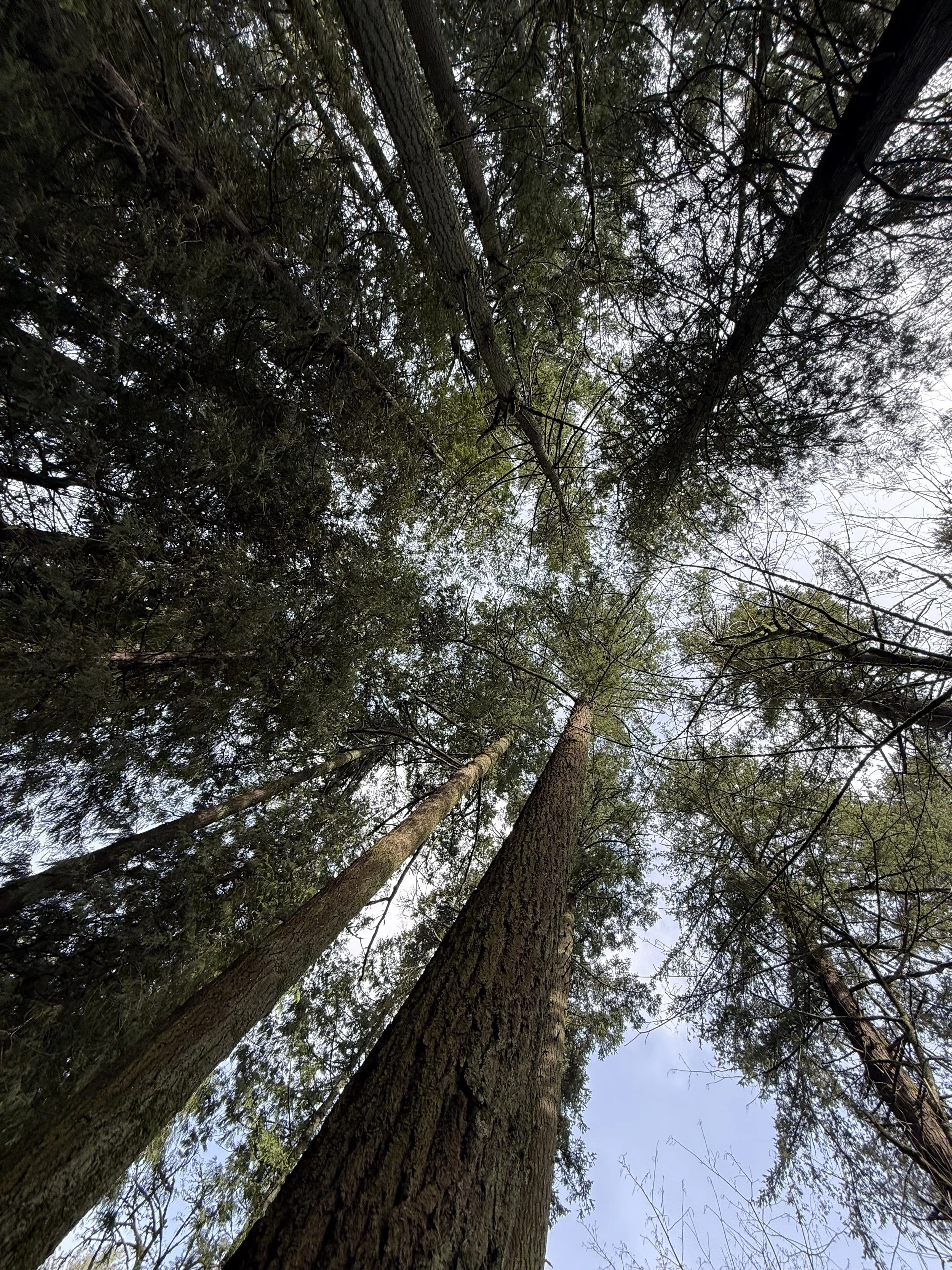 Routine for Emergence