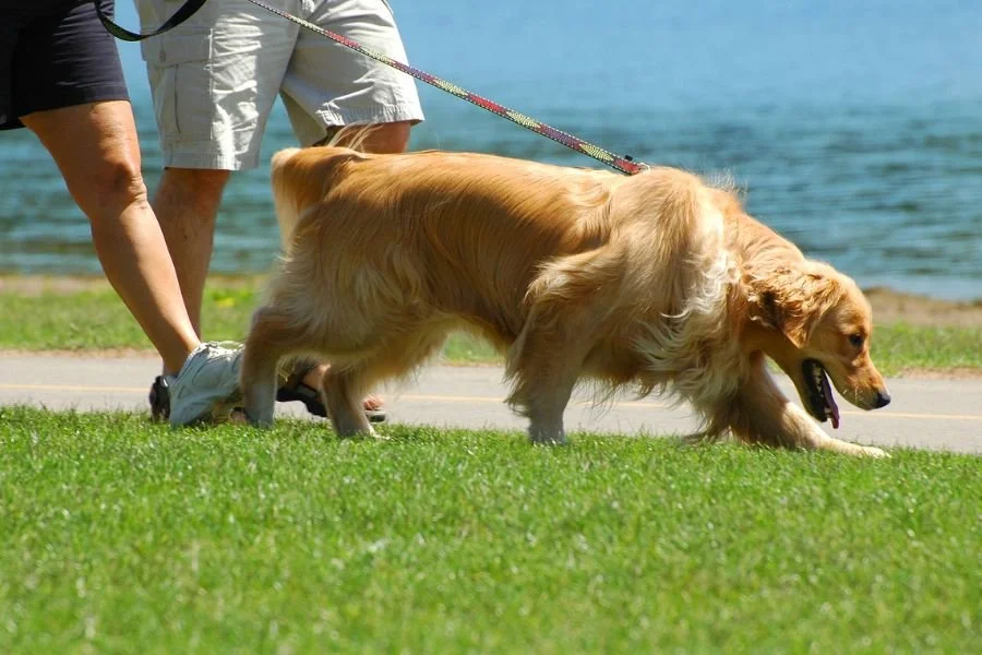 Why Recurring Dog Walking Is a Game-Changer for Busy Pet Owners