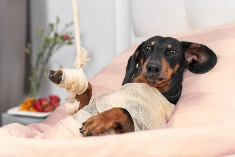 Recovering From an Injury? Recurring Pet Care Can Help You Heal Safely