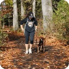 Solo Pet Sitters vs. Team-Based Pet Care Companies