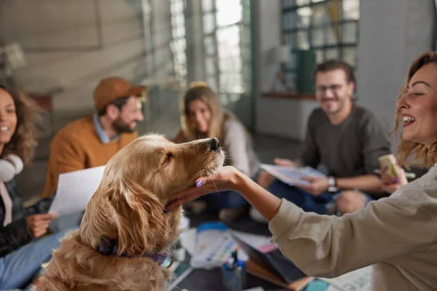 Why a Team-Based Pet Care Company Is Safer, More Reliable, and Better for Your Dog