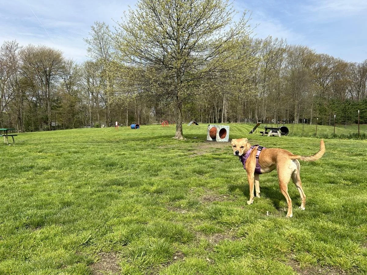 Best Dog Parks in Cleveland, Brunswick, and Fairlawn (Local Dog Owner Guide)