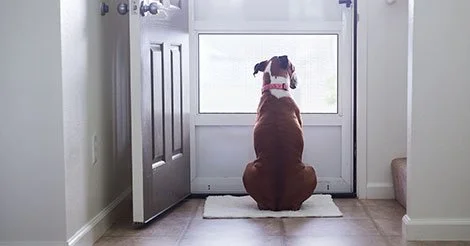 How Long Can Dogs Be Left Alone? What Every Owner Should Know