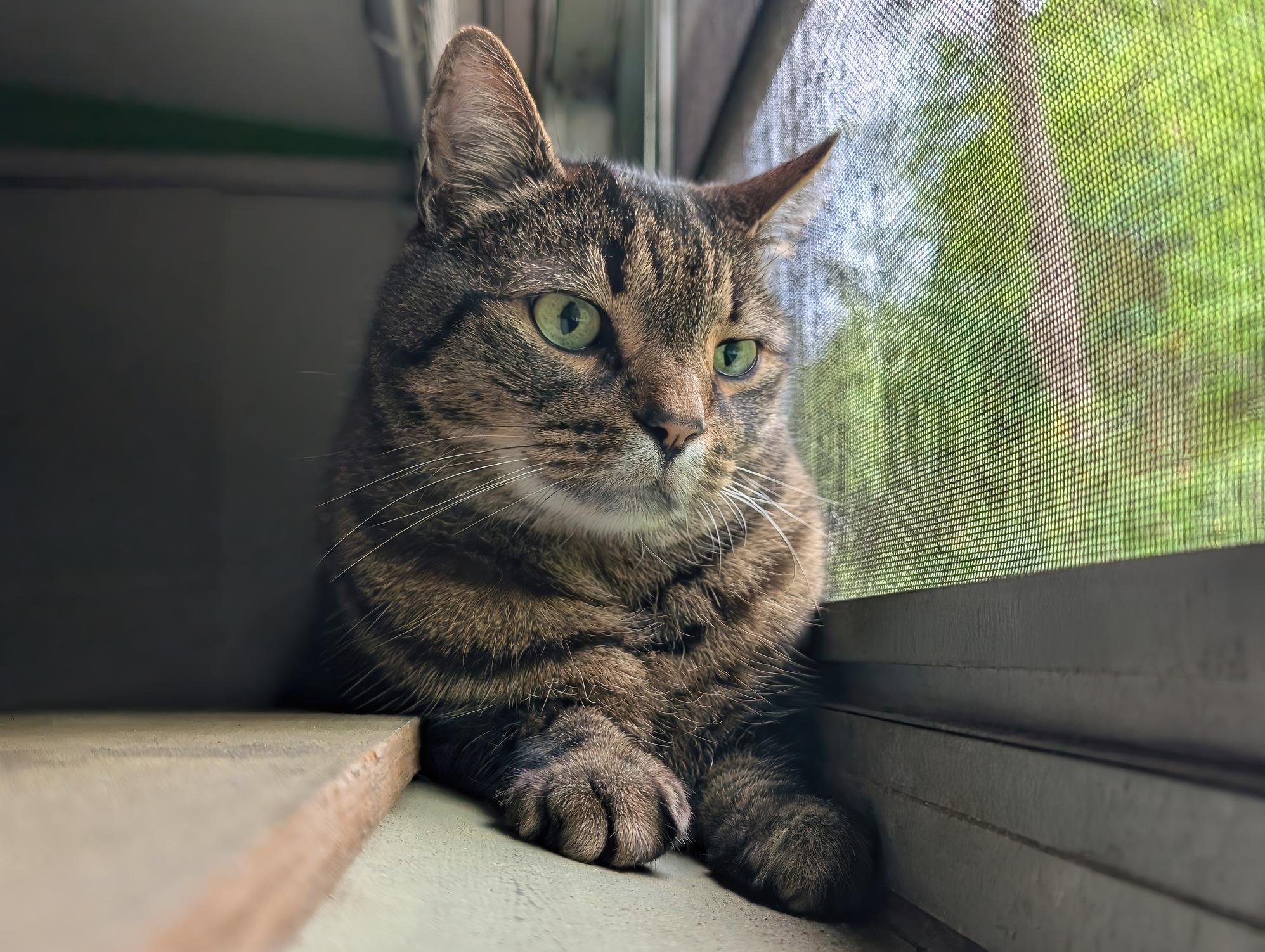 How Often Should Someone Check on My Cat While I'm Away?