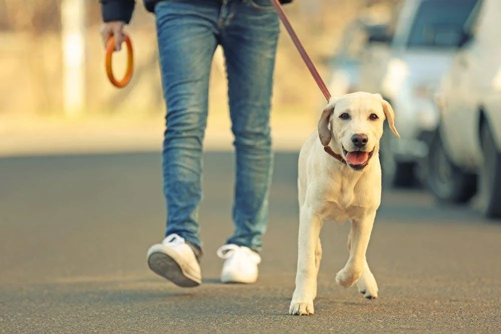Dog Walking for Nurses, Doctors, and Long Shifts
