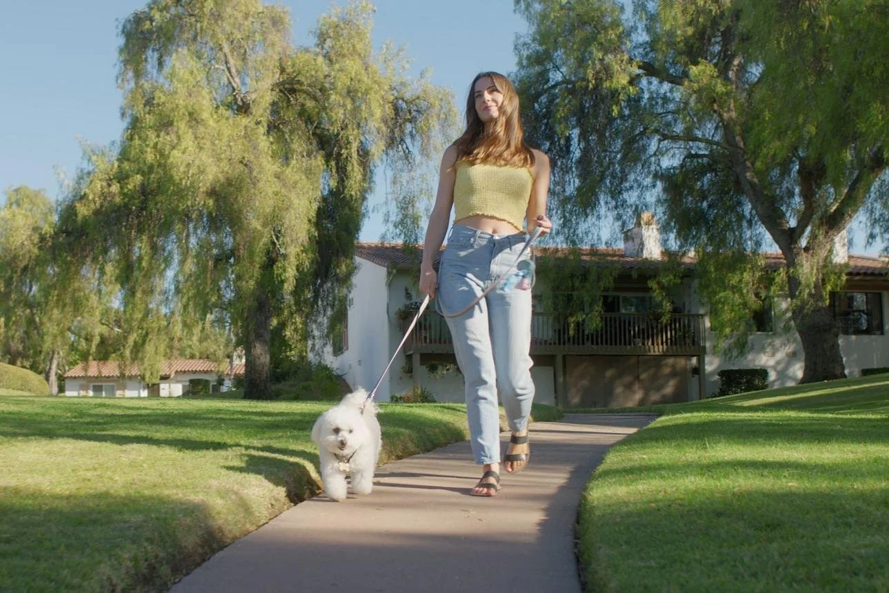 Midday Dog Walks: Why They’re Essential for Working Owners