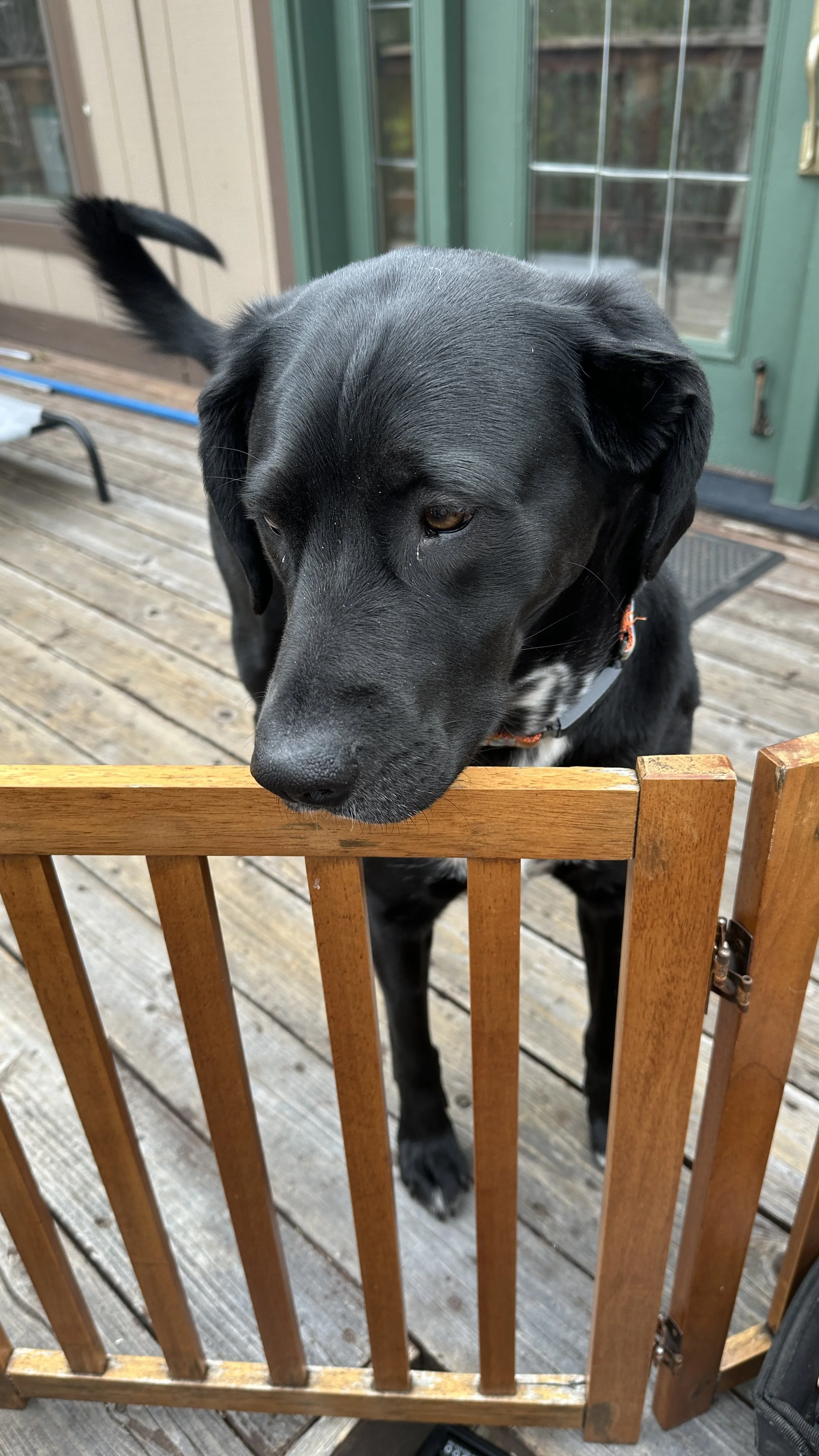 Always happy to meet my customer's dogs.