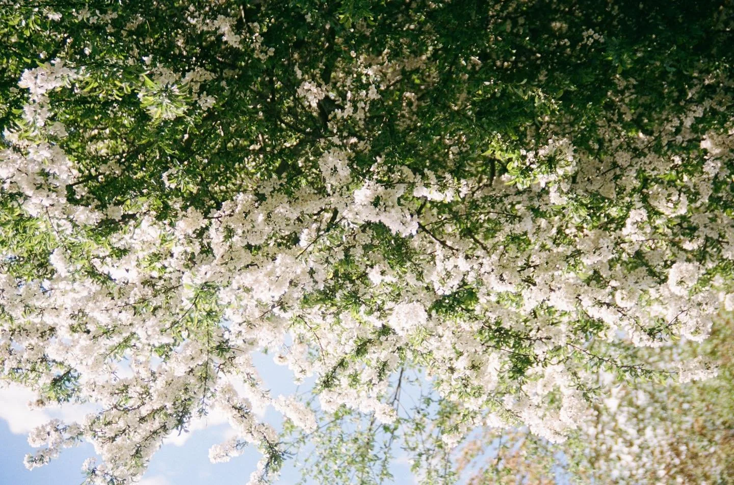 The weather is sooo nice today!! Hope you all can get out and enjoy spring!