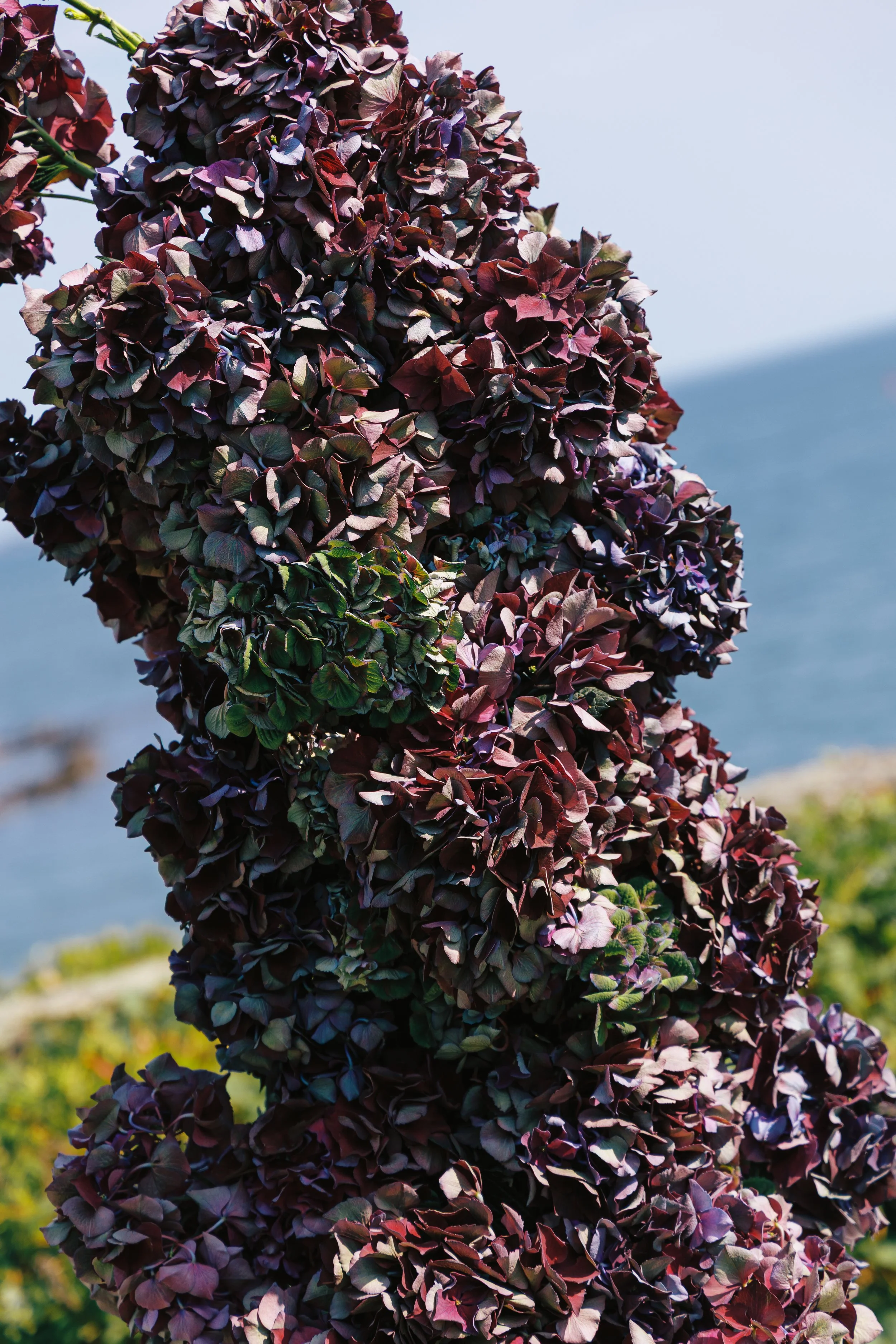 Close-up of a cluster of dark purple and green hydrangea flowers with ocean in the background.