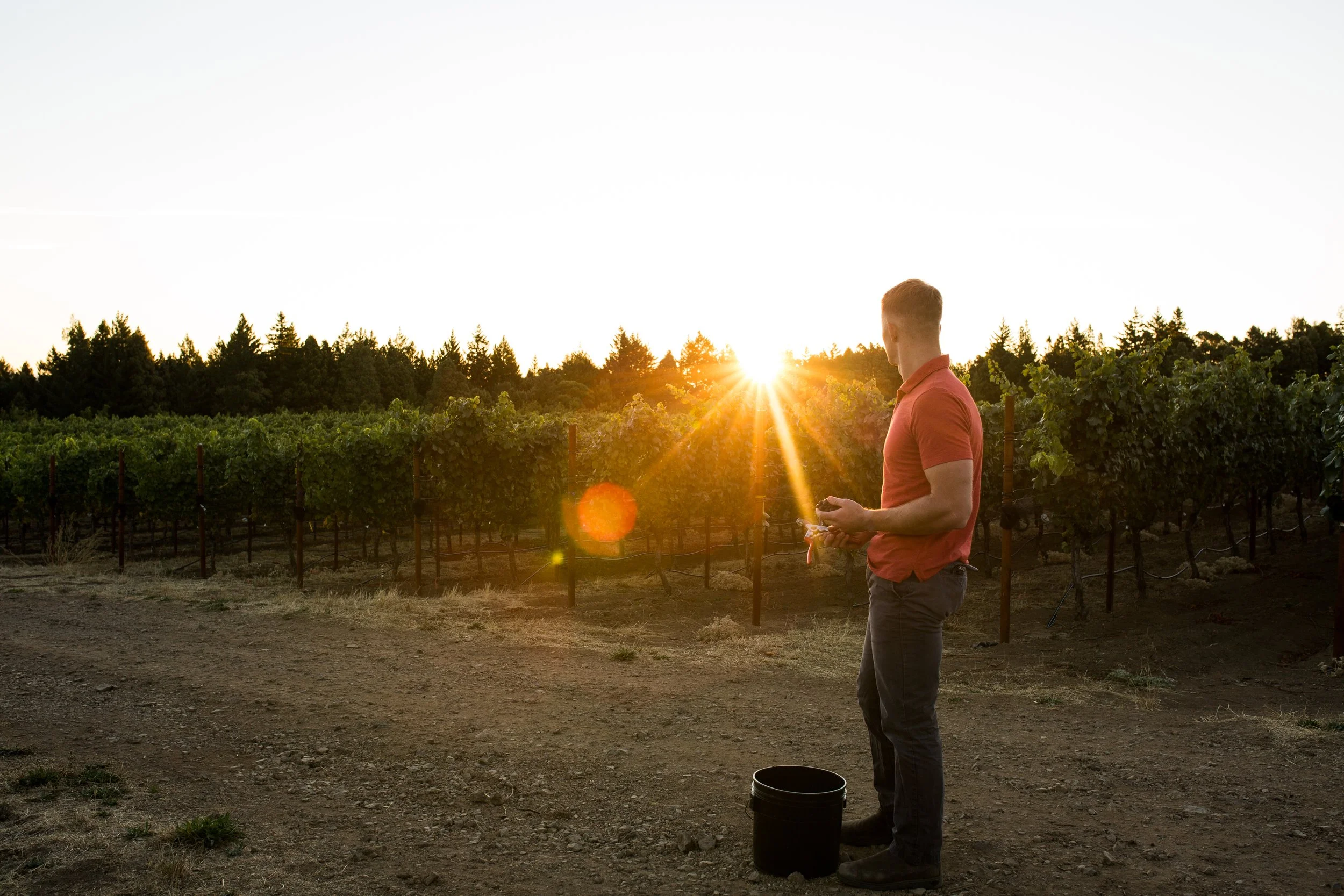 Manchester Ridge Manchester Ridge Vineyard | Mendocino Ridge AVA — brick & mortar wines