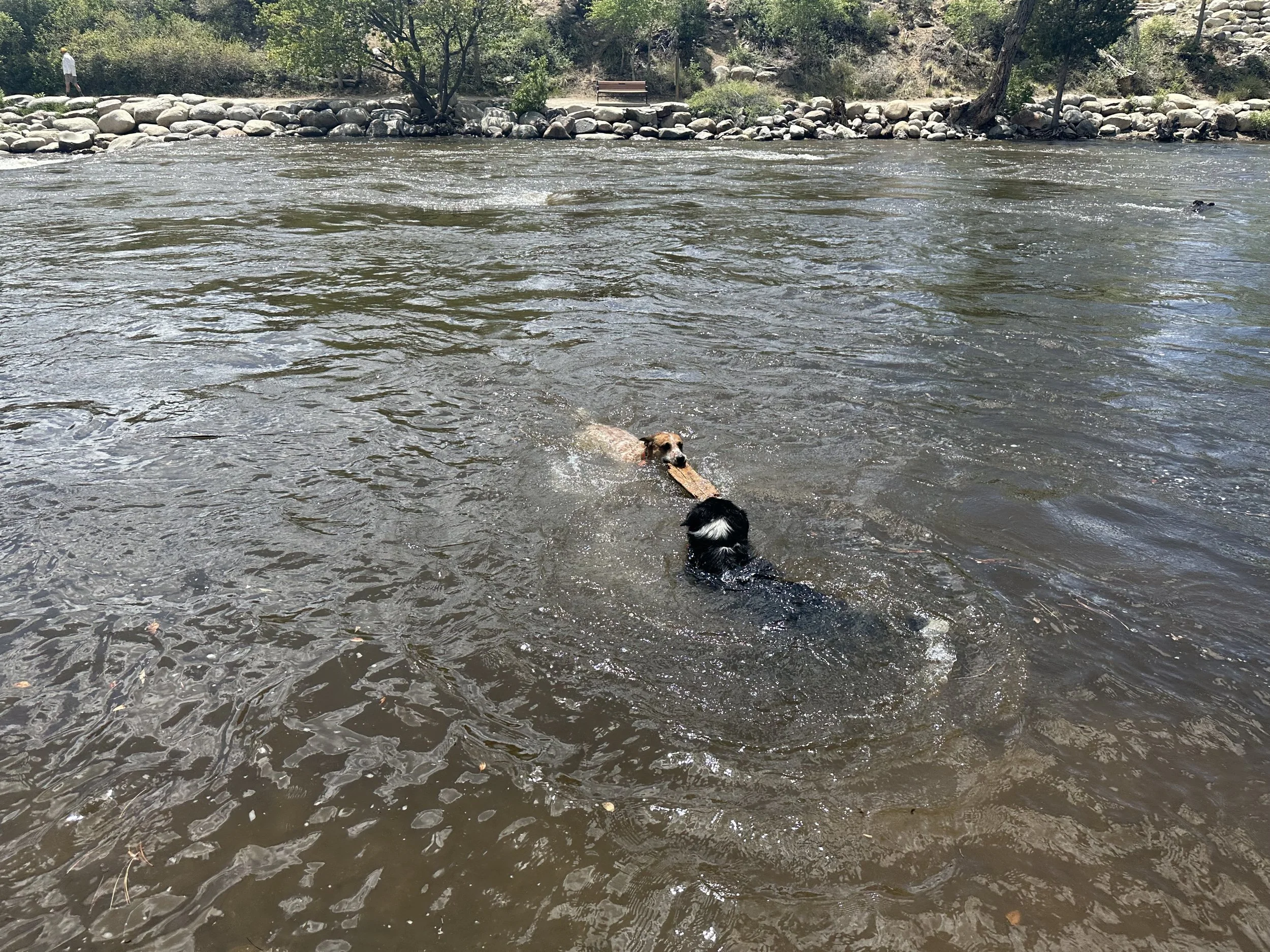 Dog Gone River Derby