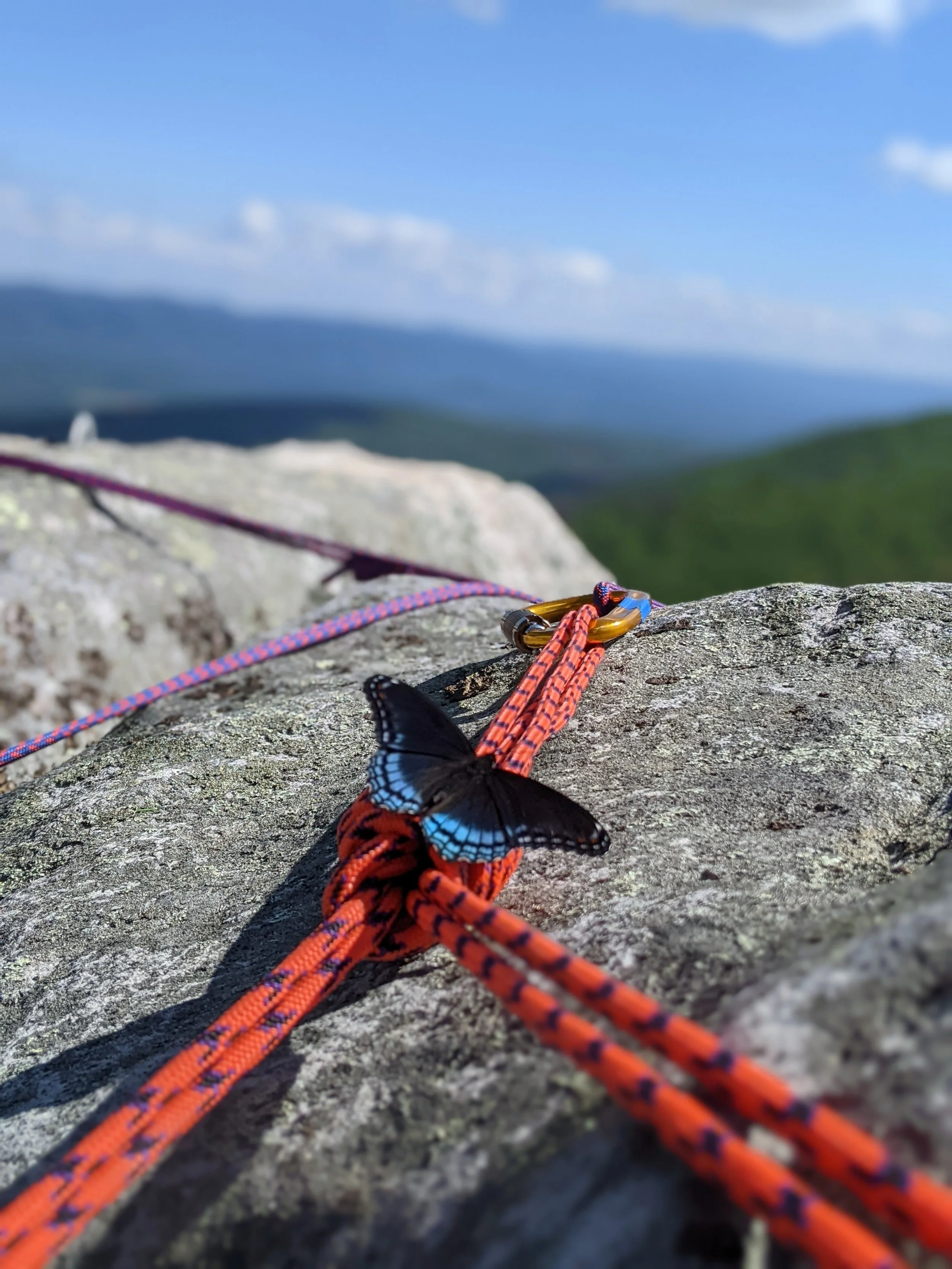Butterfly sitting on a climbing anchor