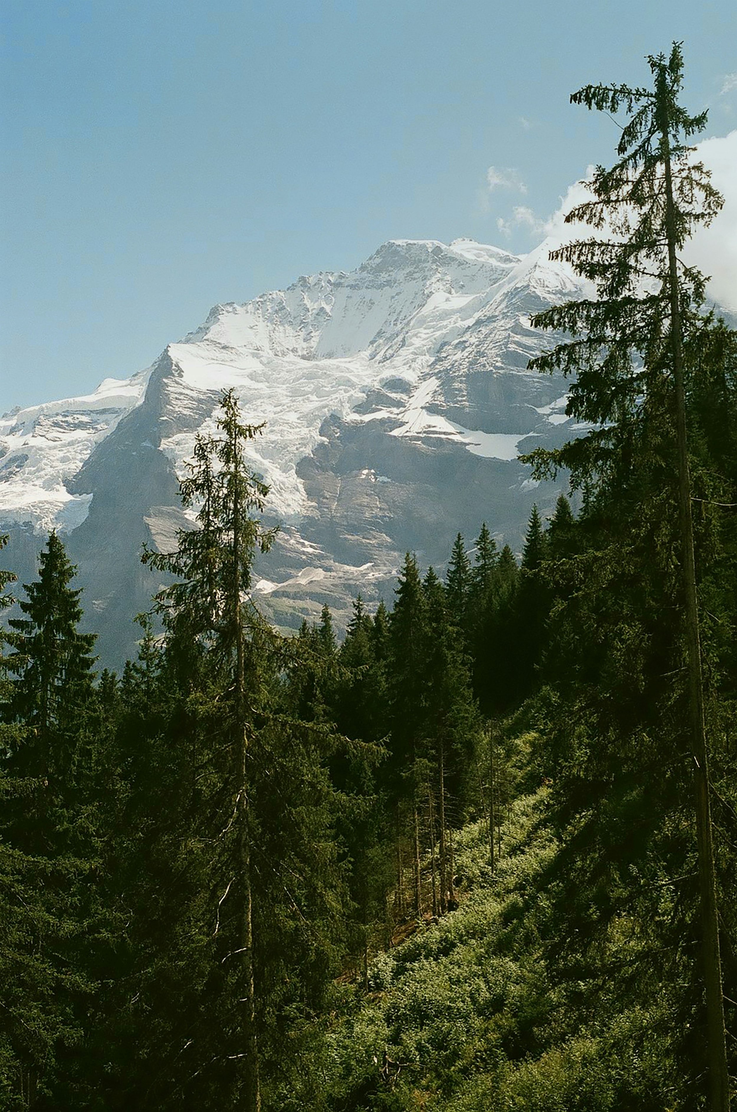 Snow-capped mountain peaks visible through a forest of green trees under a clear blue sky.