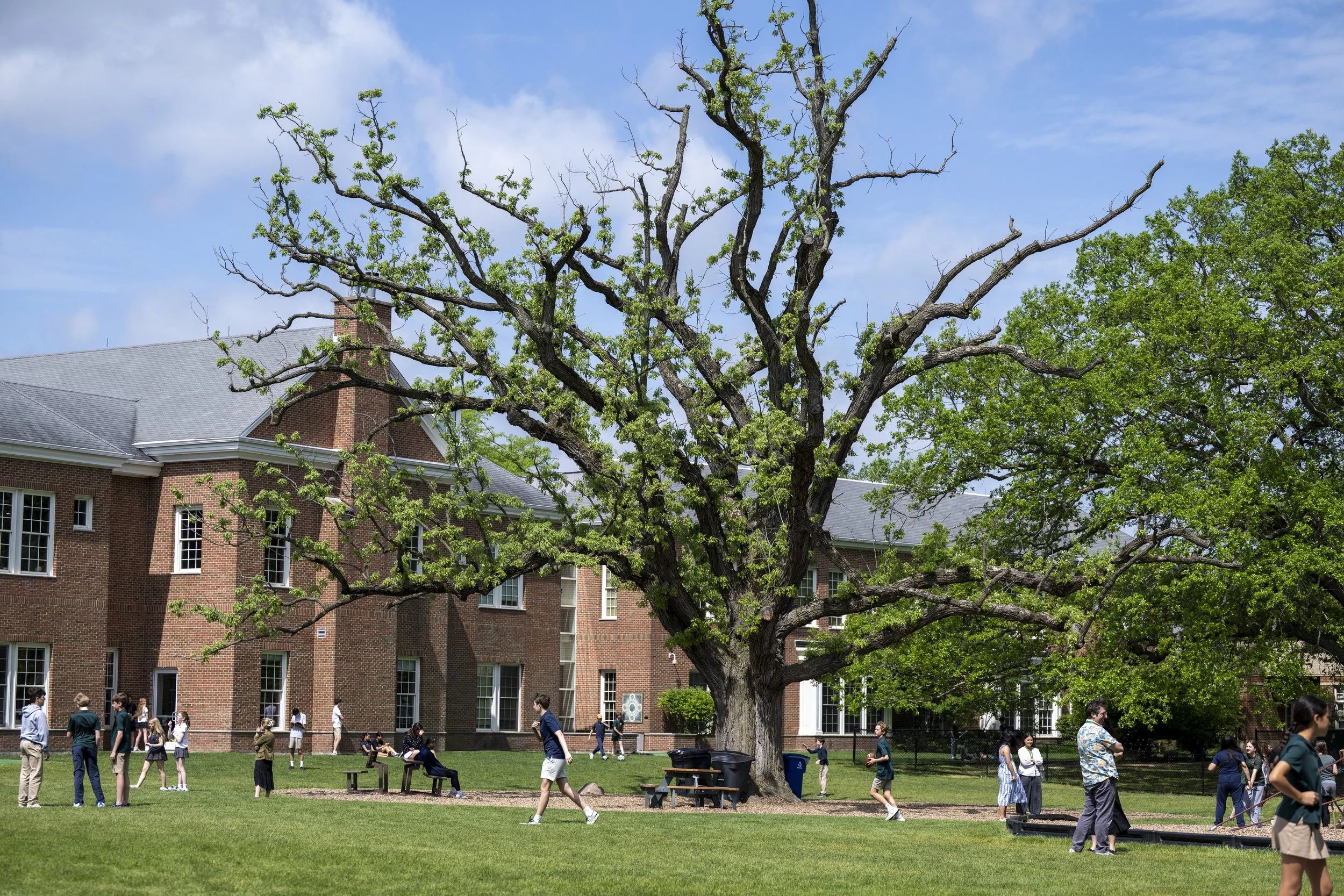 A large deciduous tree with a thick trunk and mostly leafless branches, some with green leaves, stands in front of a red brick building with gray roof shingles. People are walking, sitting, and socializing on a grassy area beneath the tree on a sunny day with blue skies and some clouds.