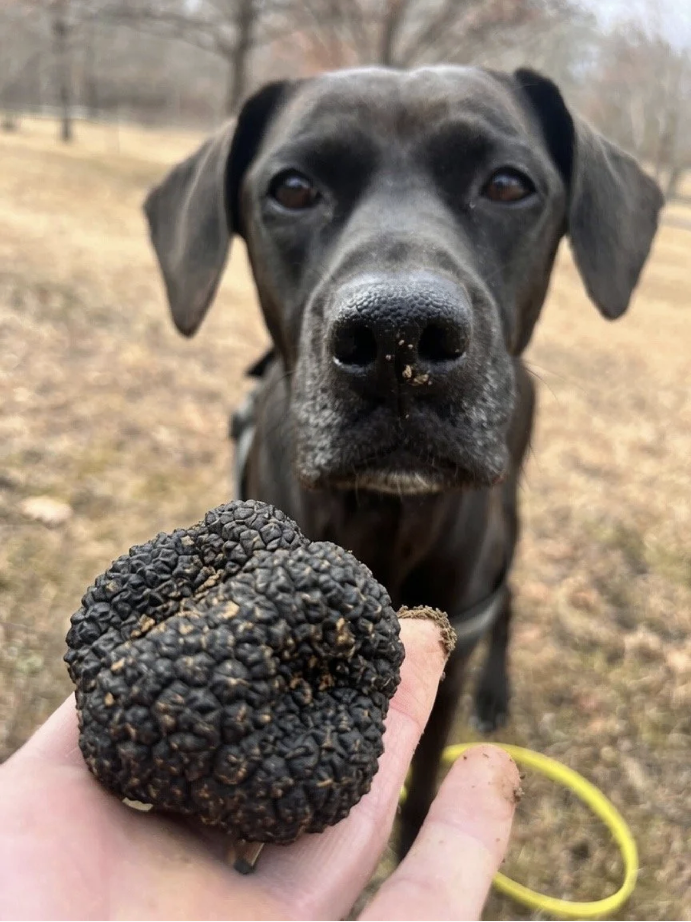 Black dog with a white patch on its nose looking at a person holding a black truffle.
