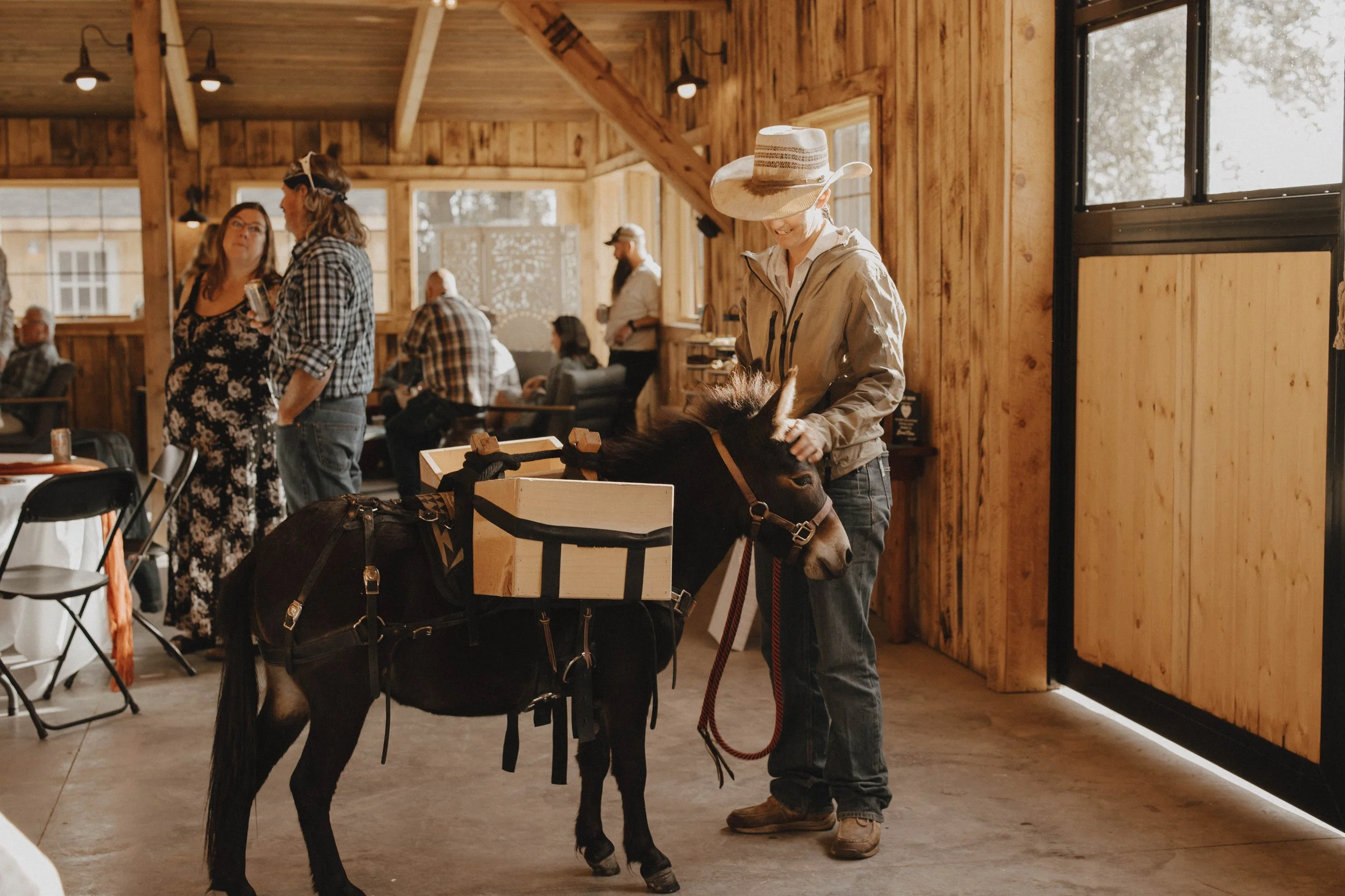 A small dark brown pony with a harness and a box on its back, standing inside a wooden barn with a person holding its lead rope.