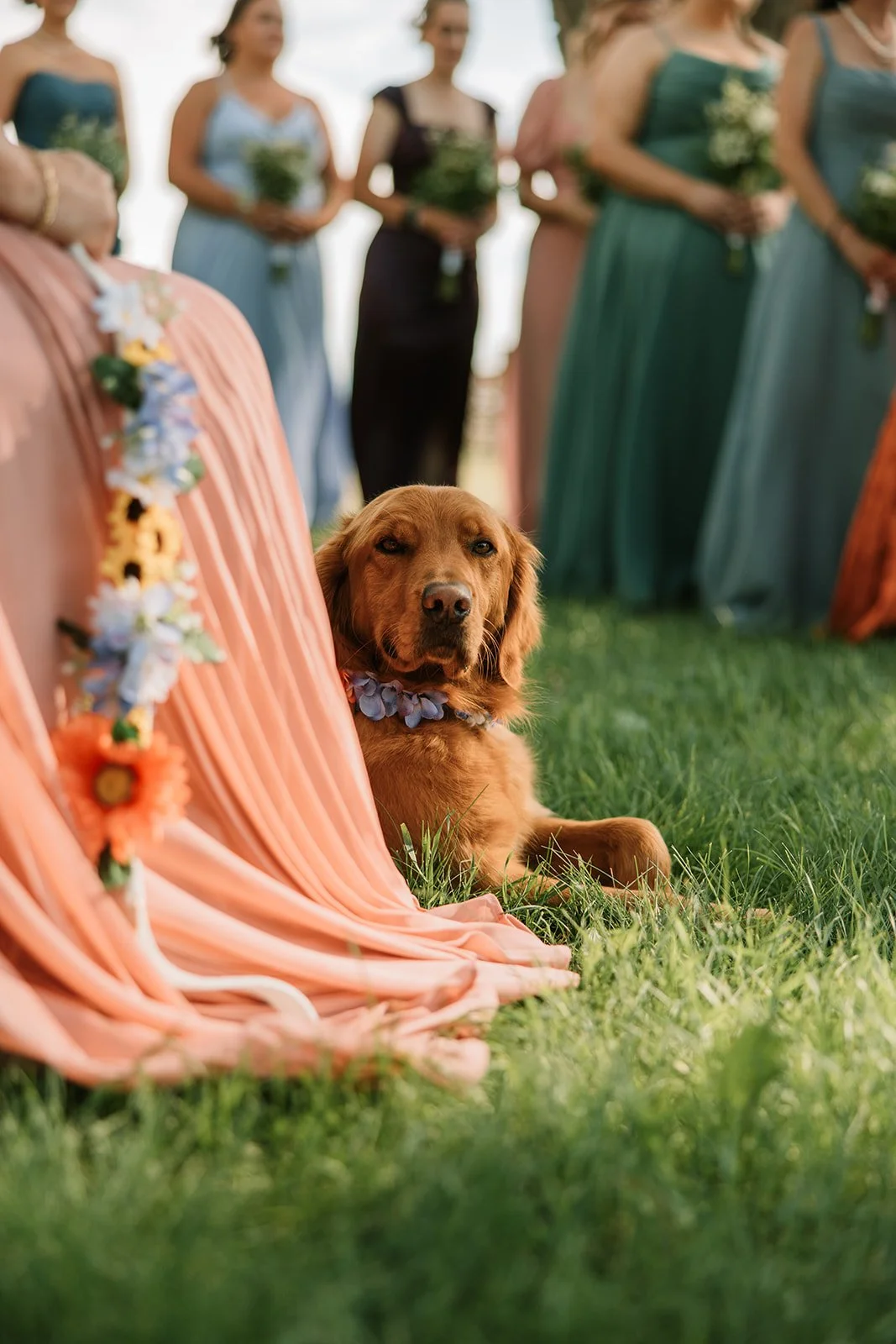 A golden retriever dog sitting on the grass during a wedding ceremony, surrounded by bridesmaids in colorful dresses holding bouquets, with a peach-colored fabric and floral decorations nearby.