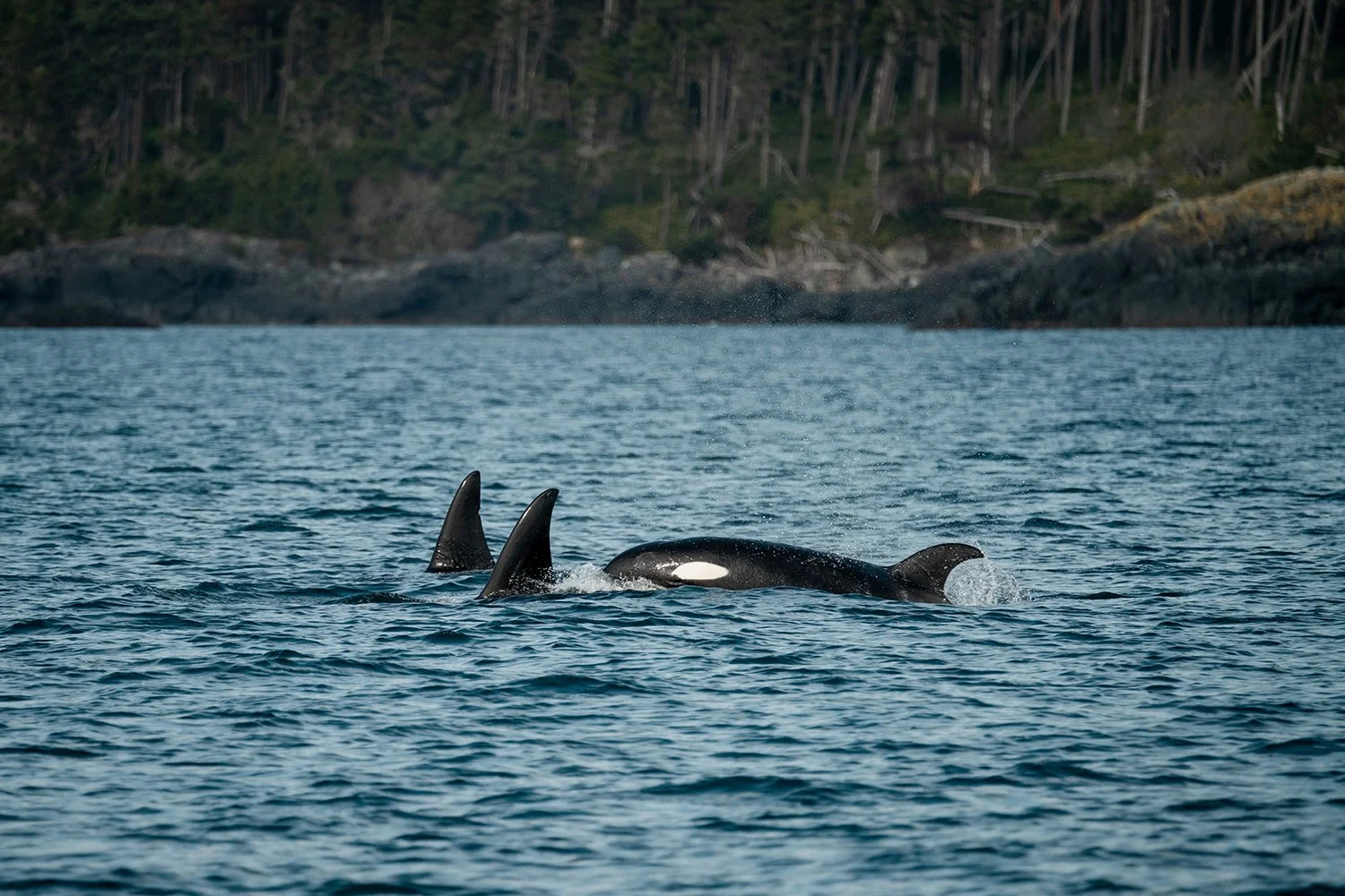 three killer whales, two adults and one babe swimming in front of a rocky, tree-lined shore