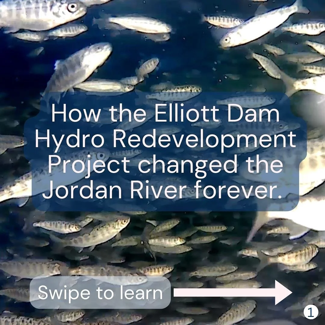 You&rsquo;ve learned about the Diversion Dam, but have you heard of the Elliot Dam? 

Swipe through to learn about the structure that changed the Jordan River forever&hellip; 🪨💧

#jordanriverbc #jordanriverwatershed #damimpacts #bcsalmon