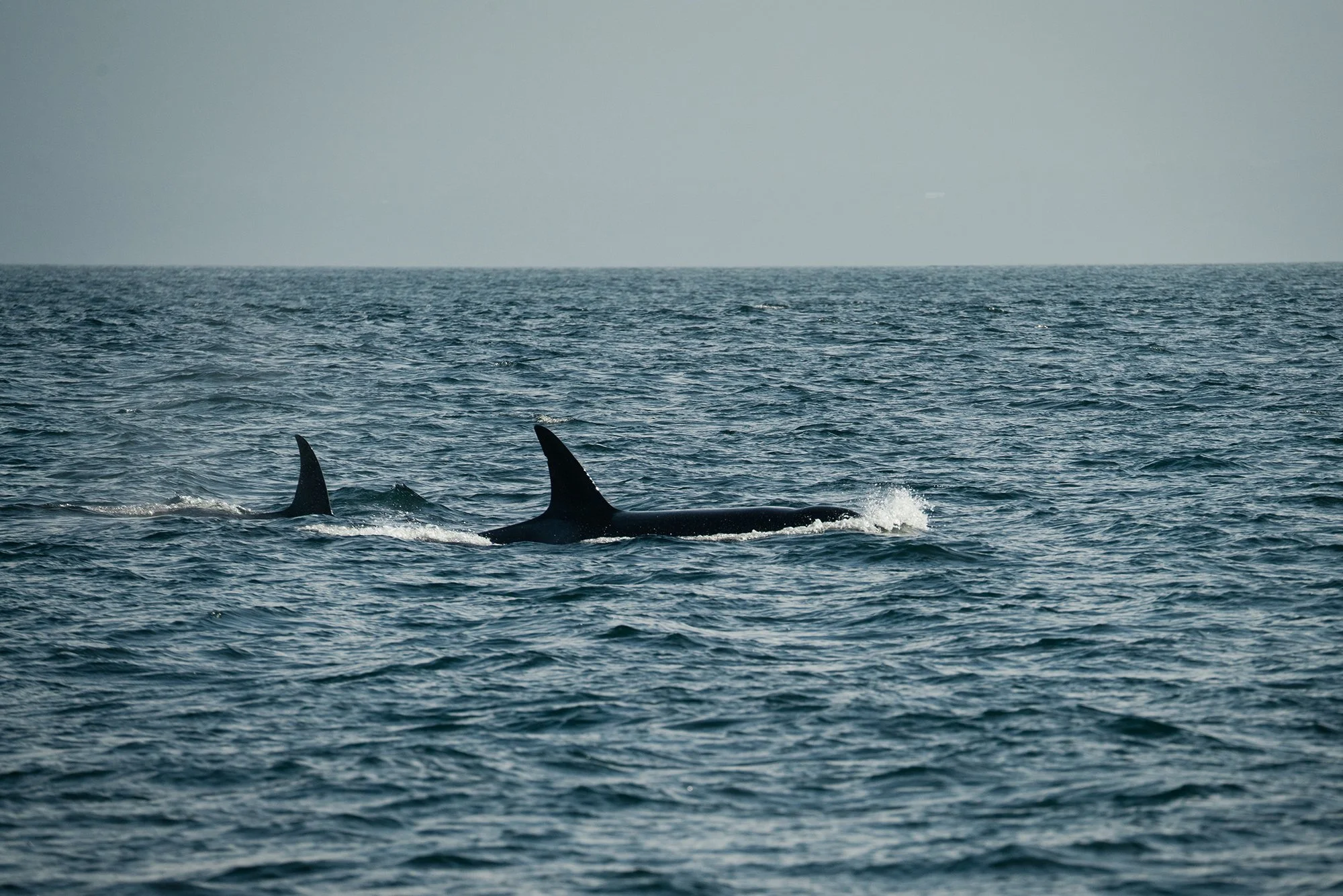 From River to Sea: The Impact of Salmon Decline in the Jordan River