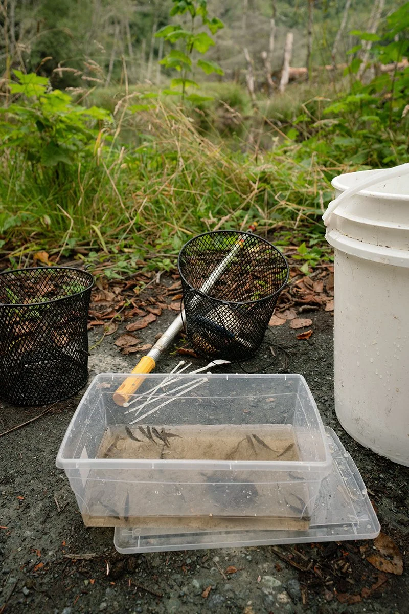 A clear tub full of water with over 10 stickleback fish inside, pond behind and white bucket with black nets beside the tub