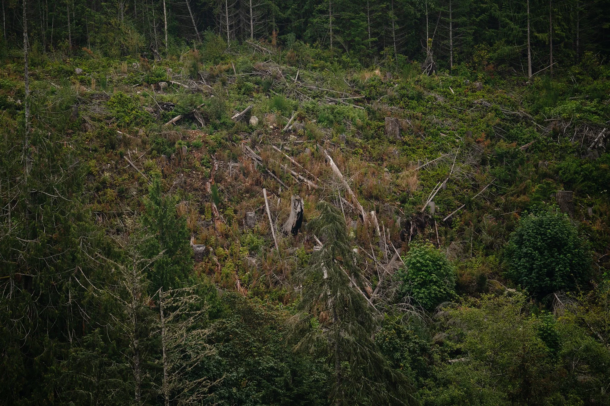 a logged area on a steep embankment