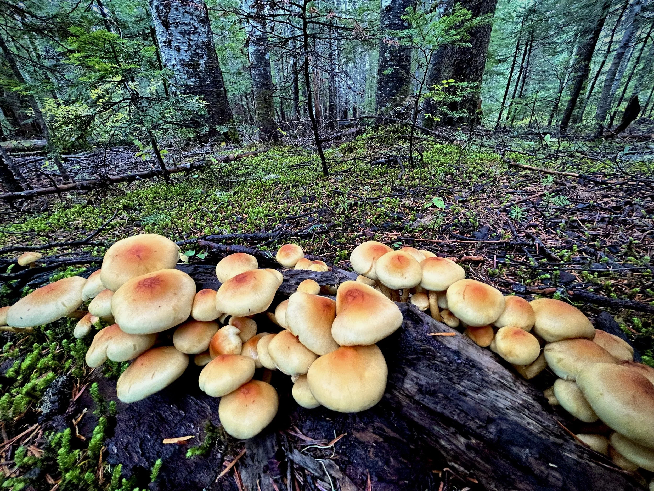 Cluster of mushrooms growing on a fallen log in a forest.