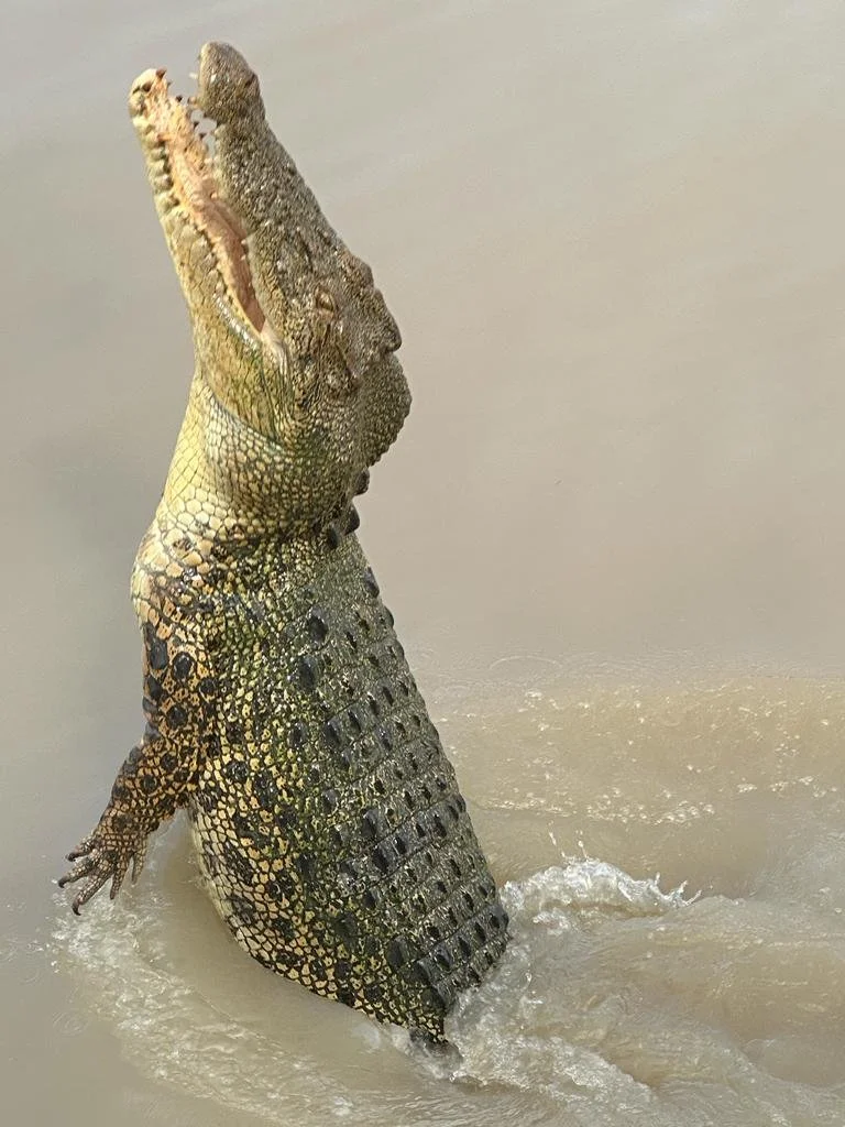 jumping croc experience.jpg