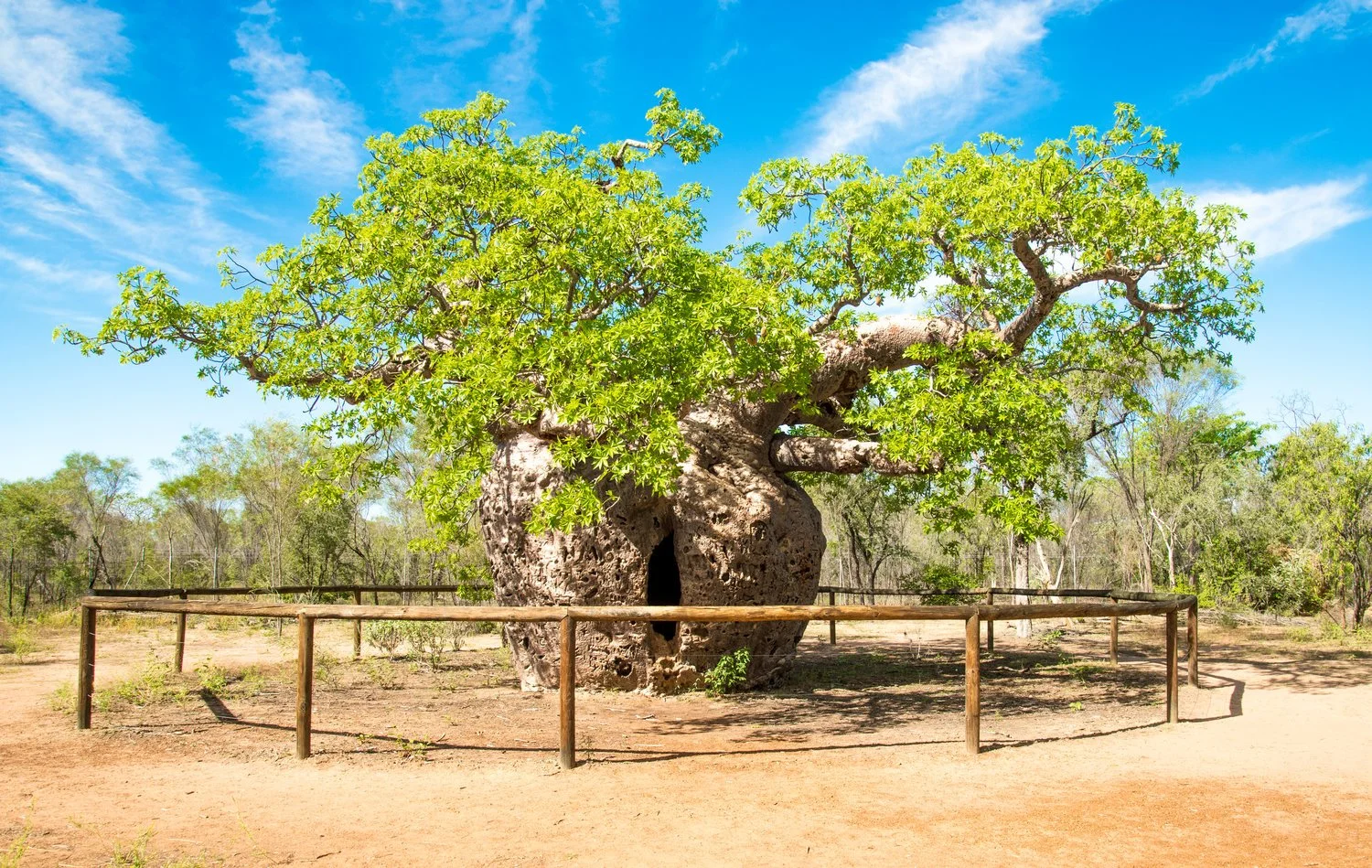 Kapalga Travel nine day tour from Darwin to Broome to visit the Boab Prison Tree in Derby