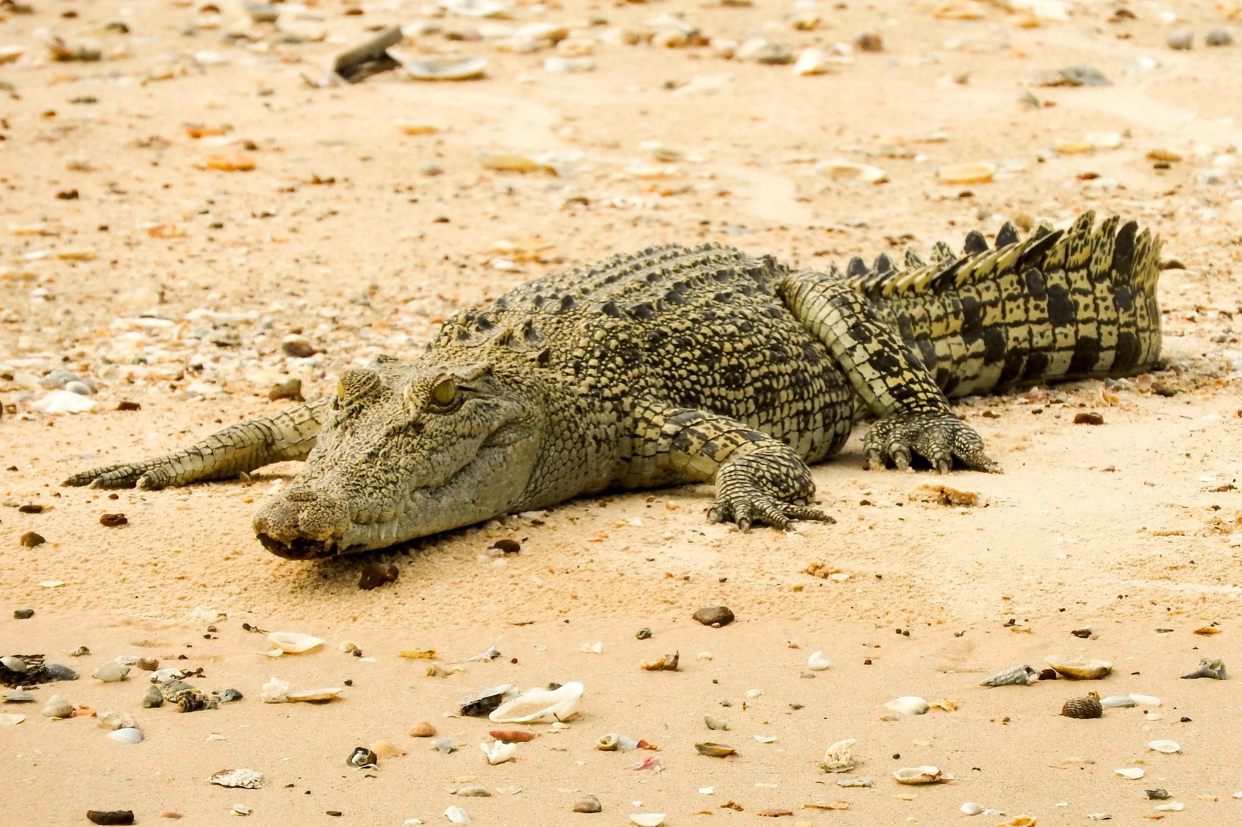 Kapalga Travel nine day tour from Darwin to Broome where you will see saltwater crocodiles.