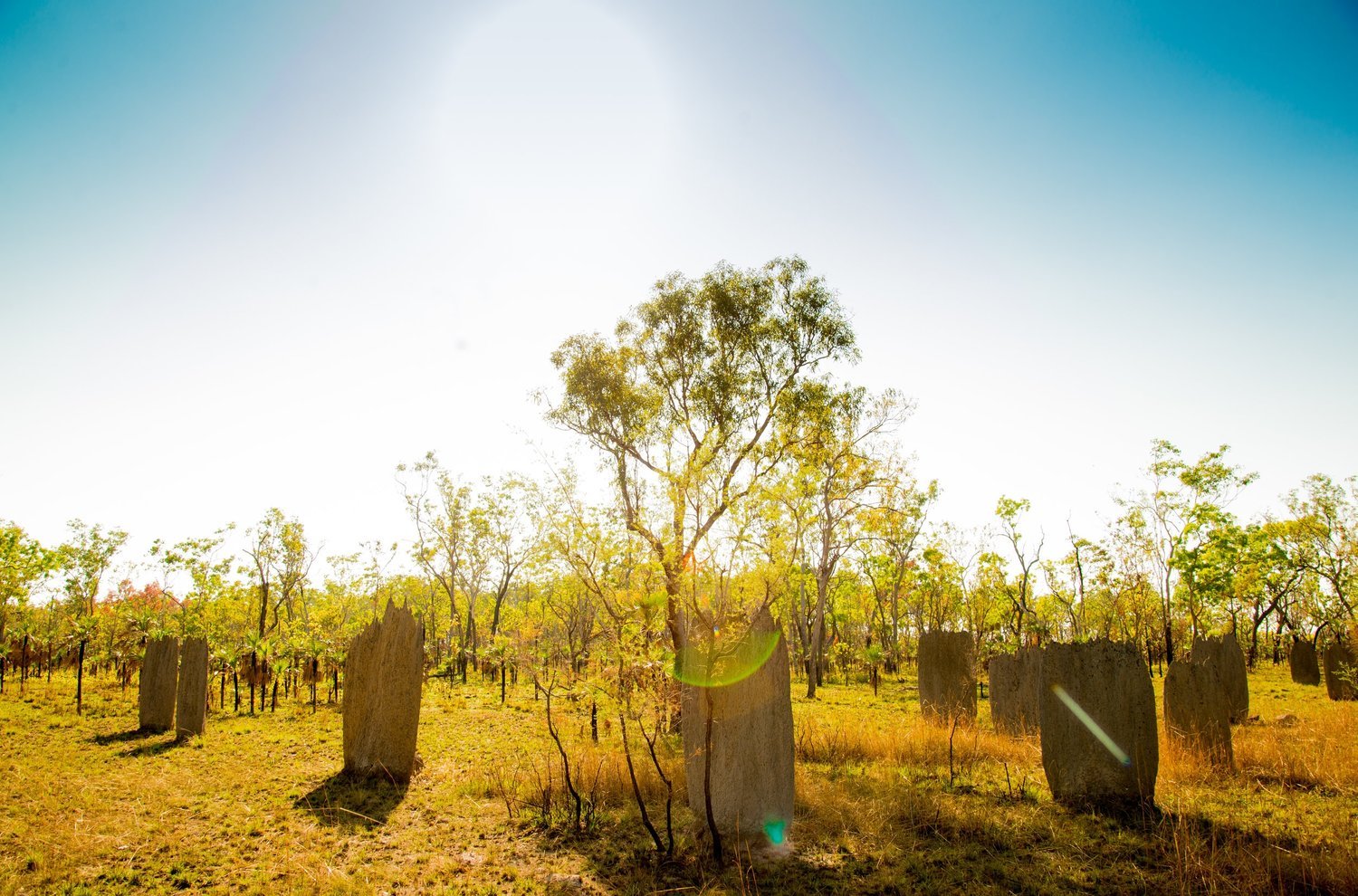 Magnetic+termite+mounds,+Litchfield+National+Park.jpg