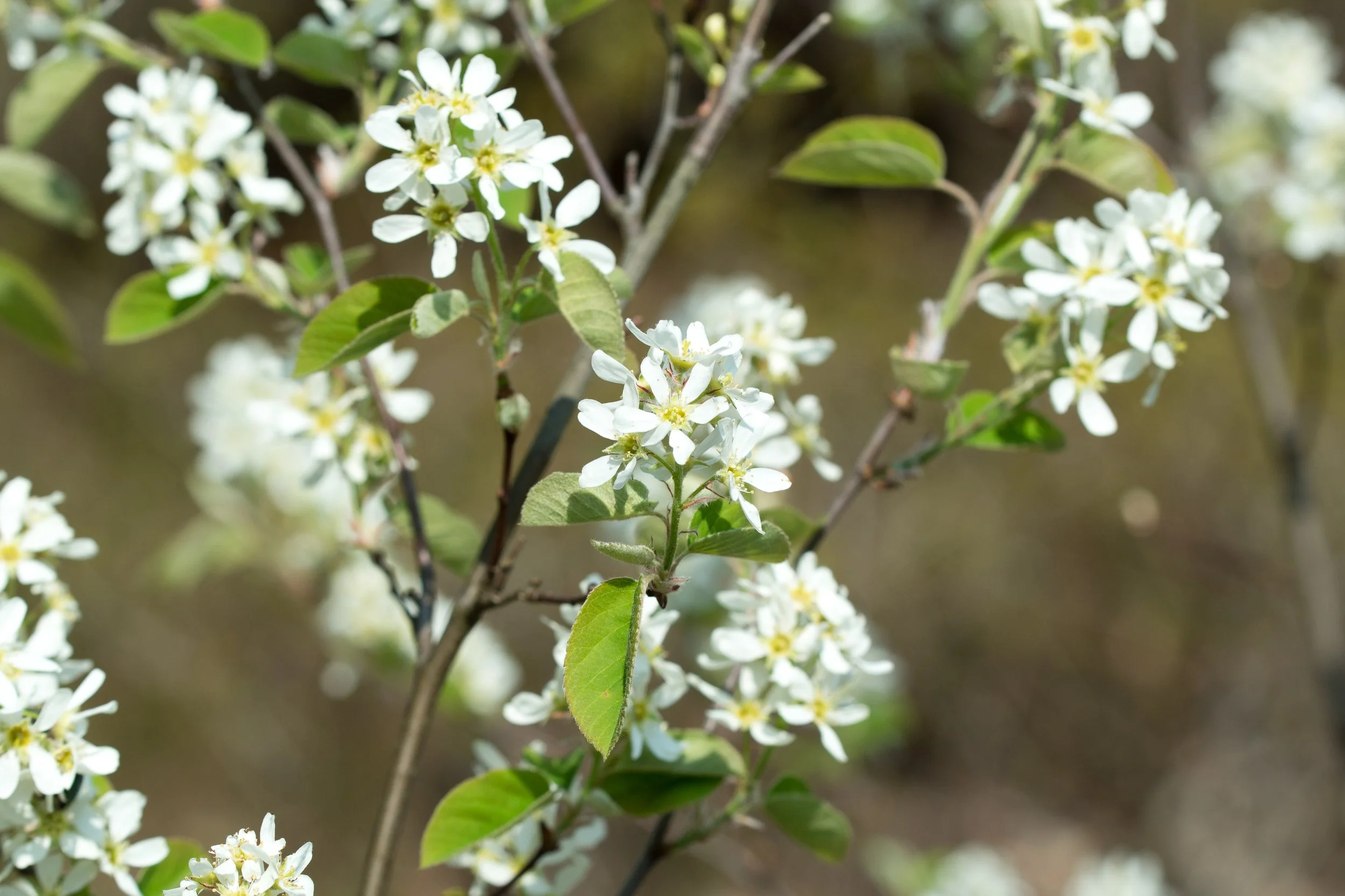 Flowering Shad
