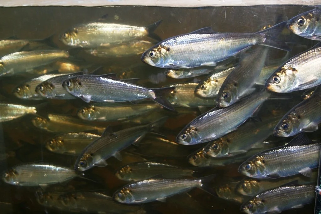 Alewives