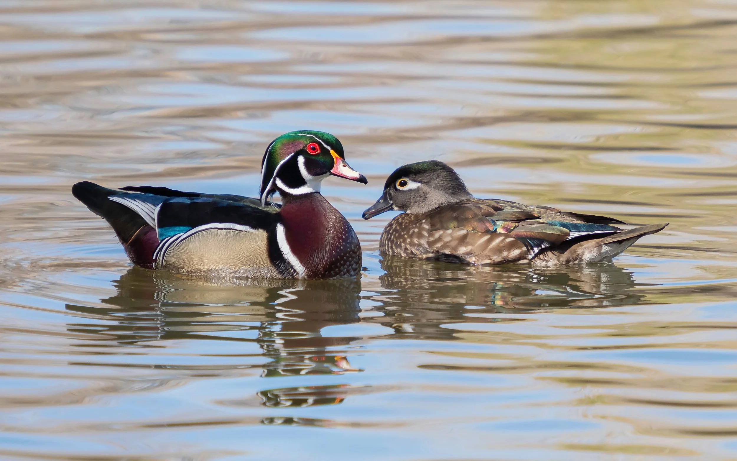 Wood Duck