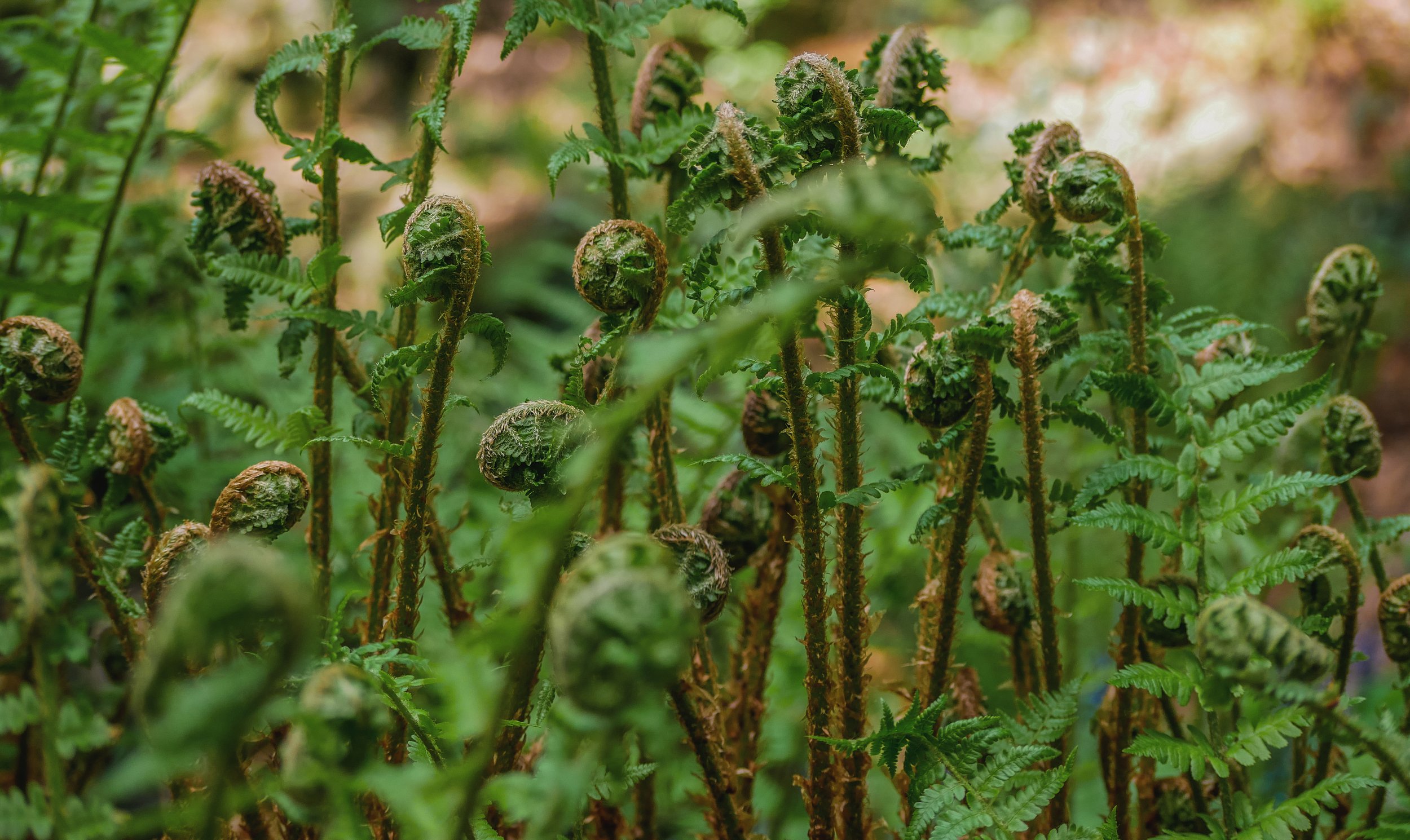 Fiddleheads