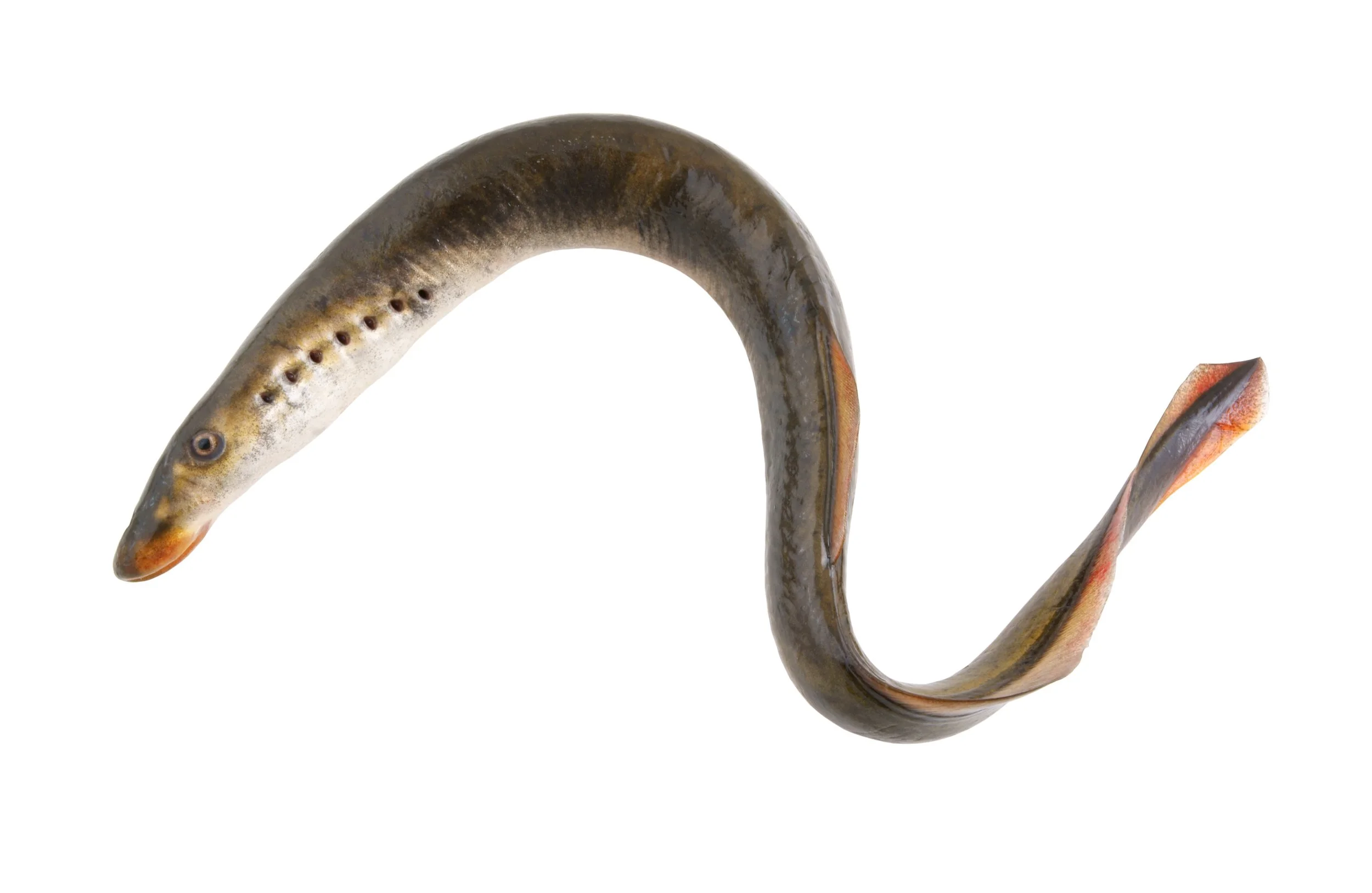 Sea Lamprey
