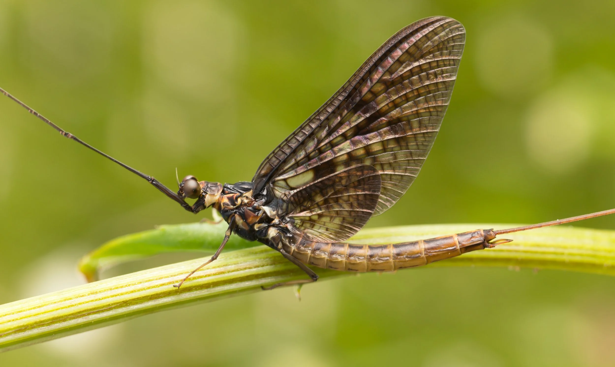 Mayflies