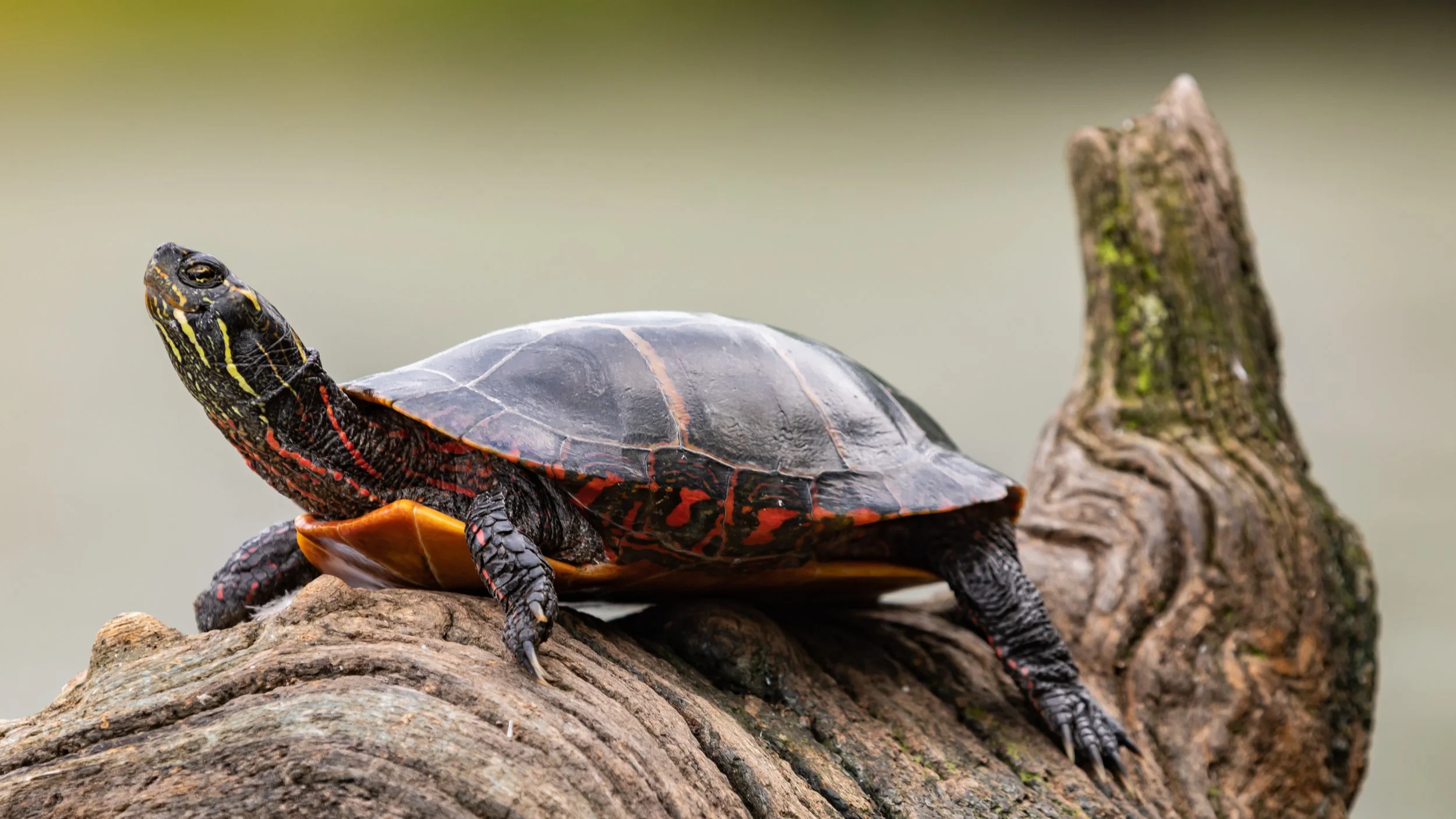 Painted Turtle