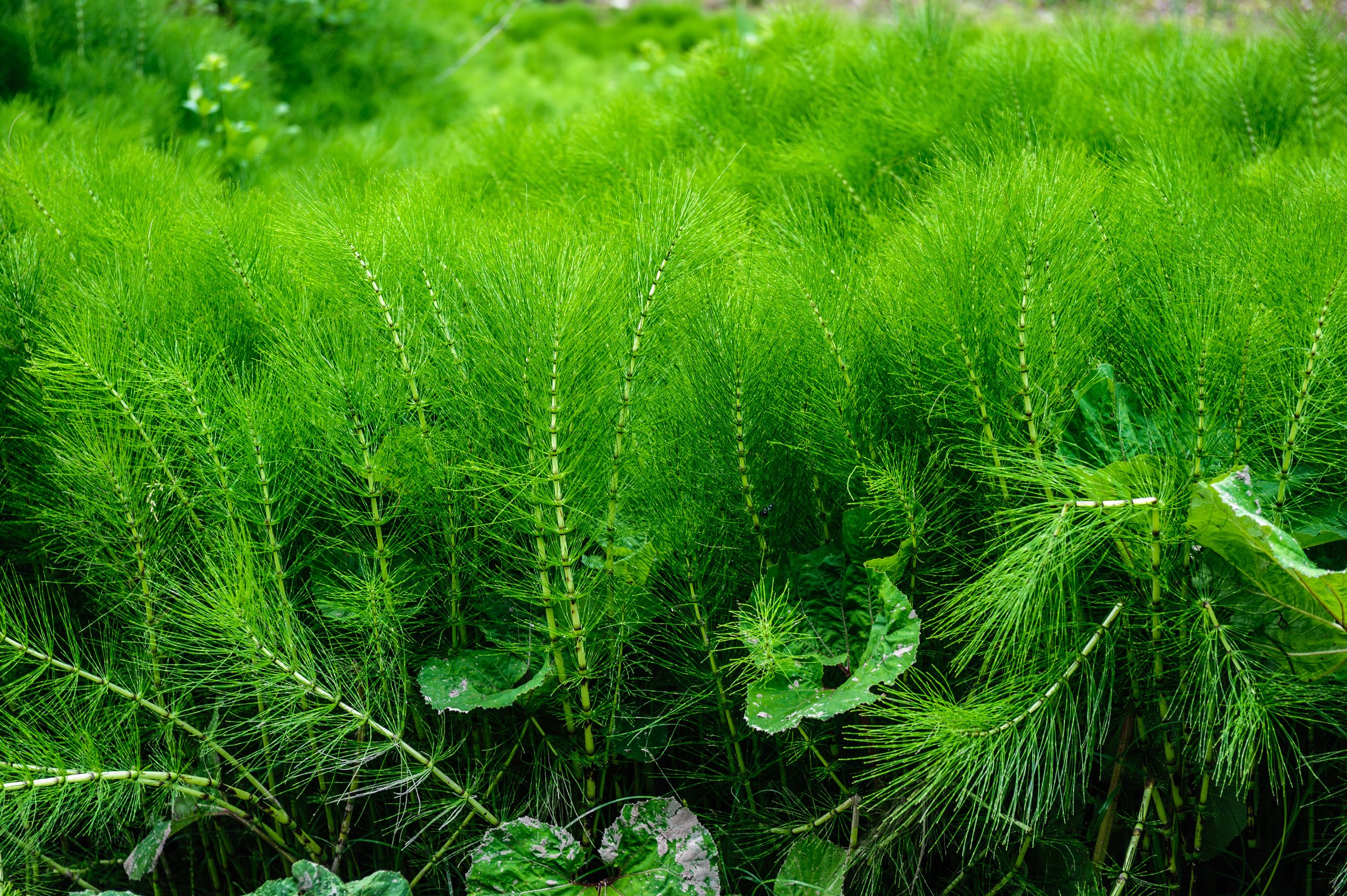 Horsetail