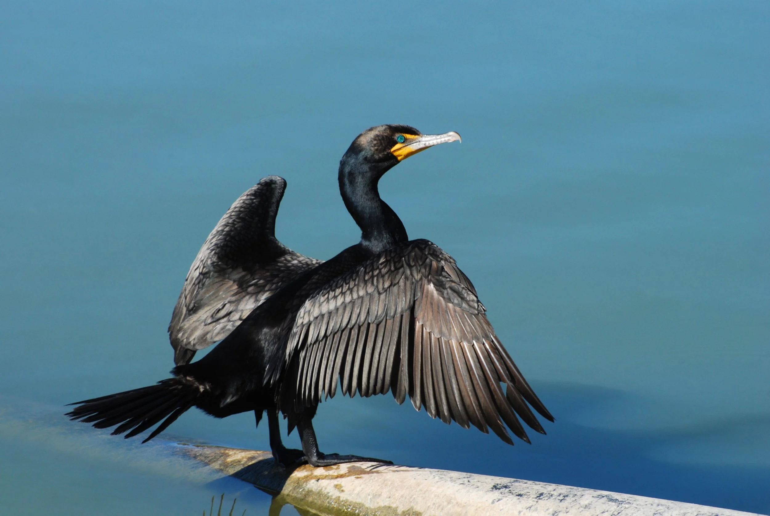 Double-crested Cormorant