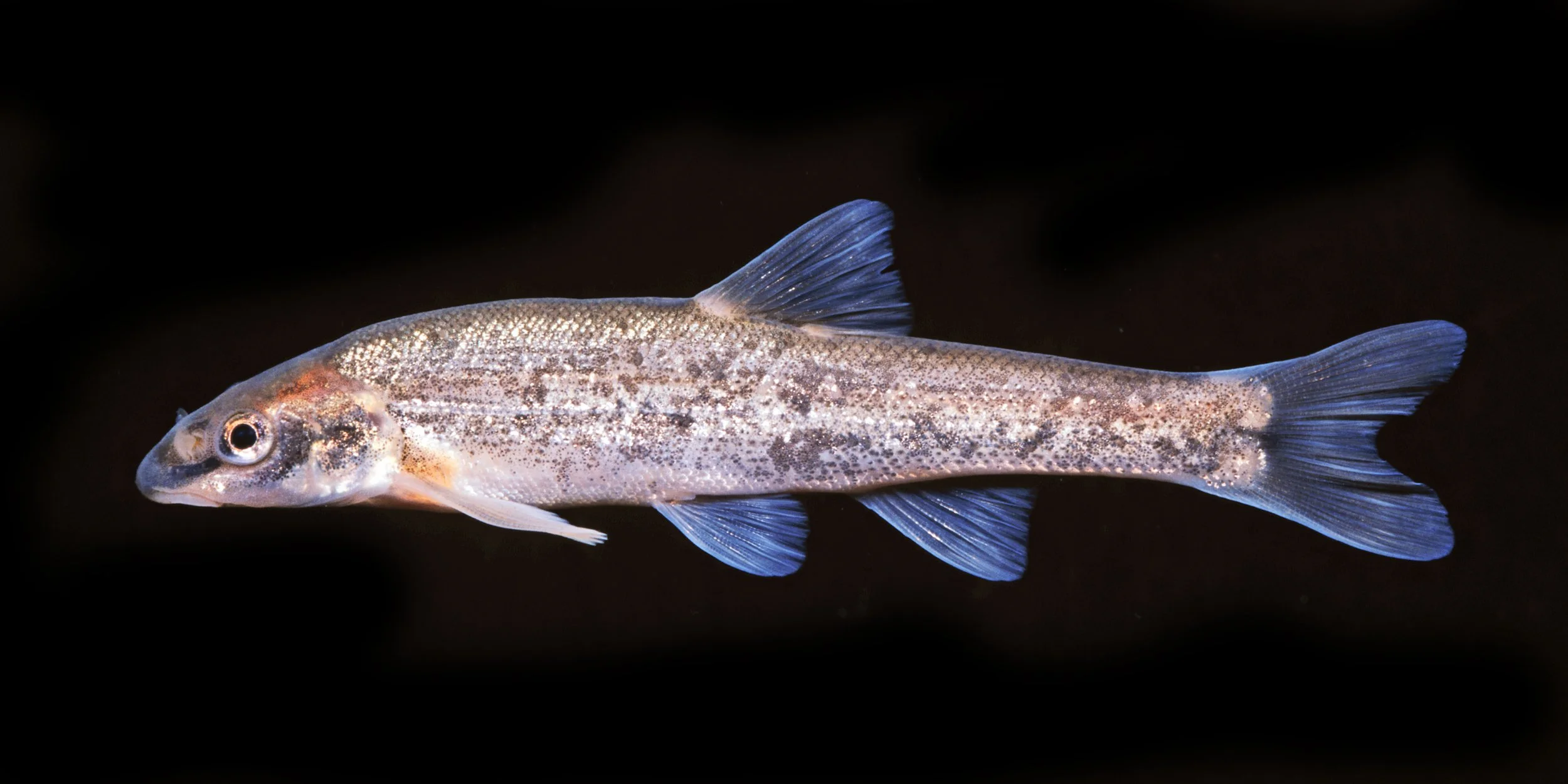 Blacknose Dace